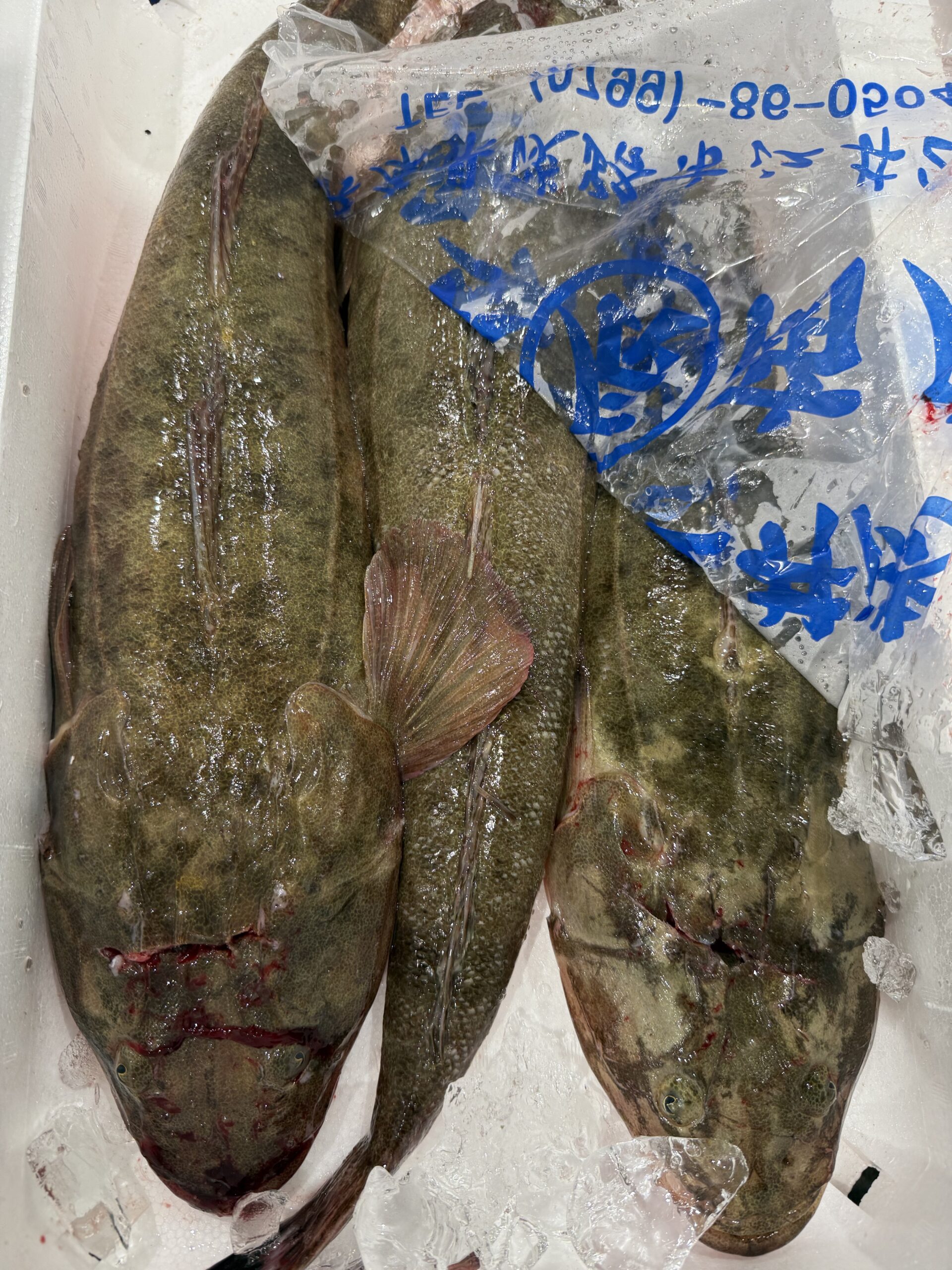 マゴチ