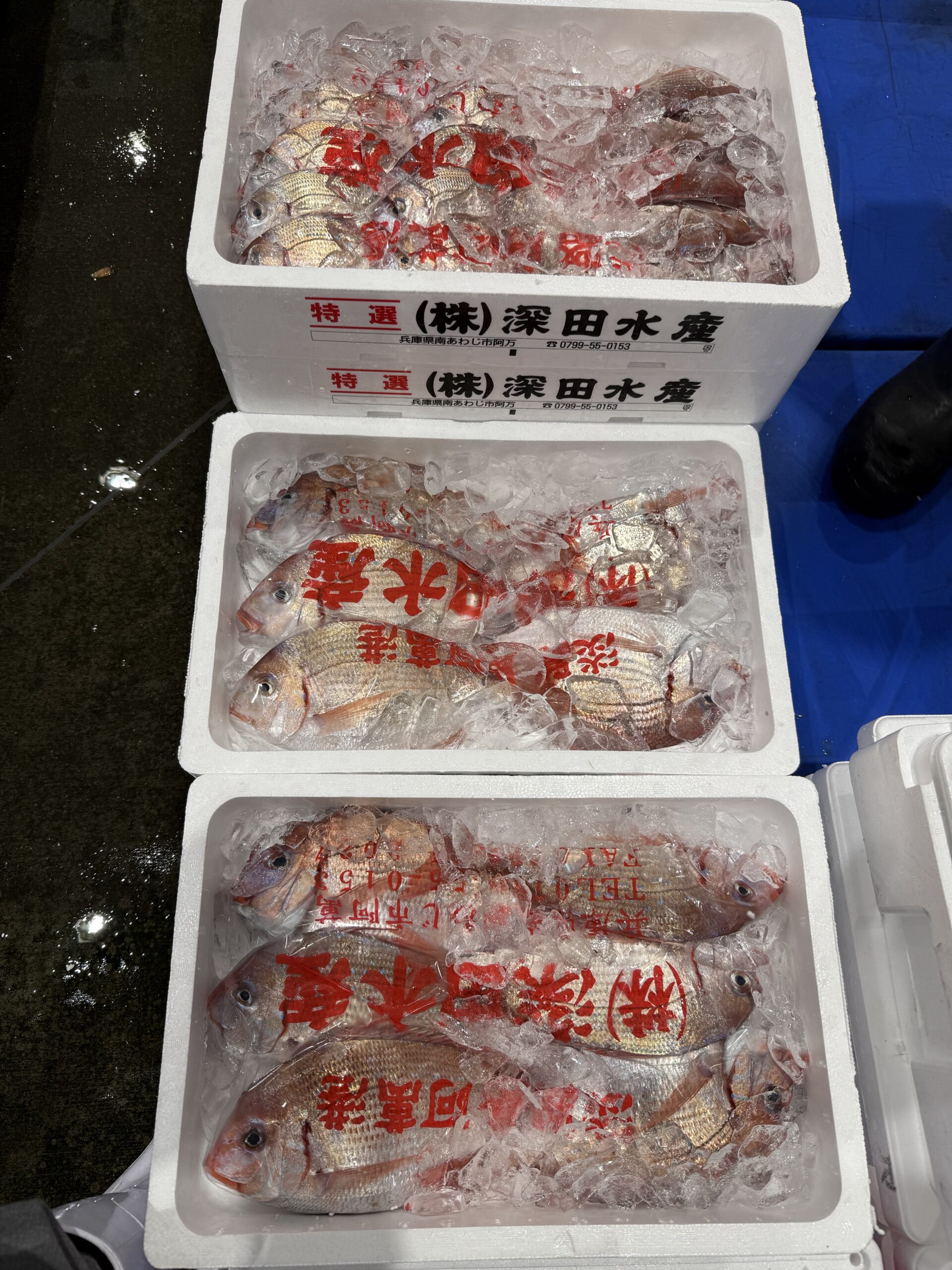 小鯛