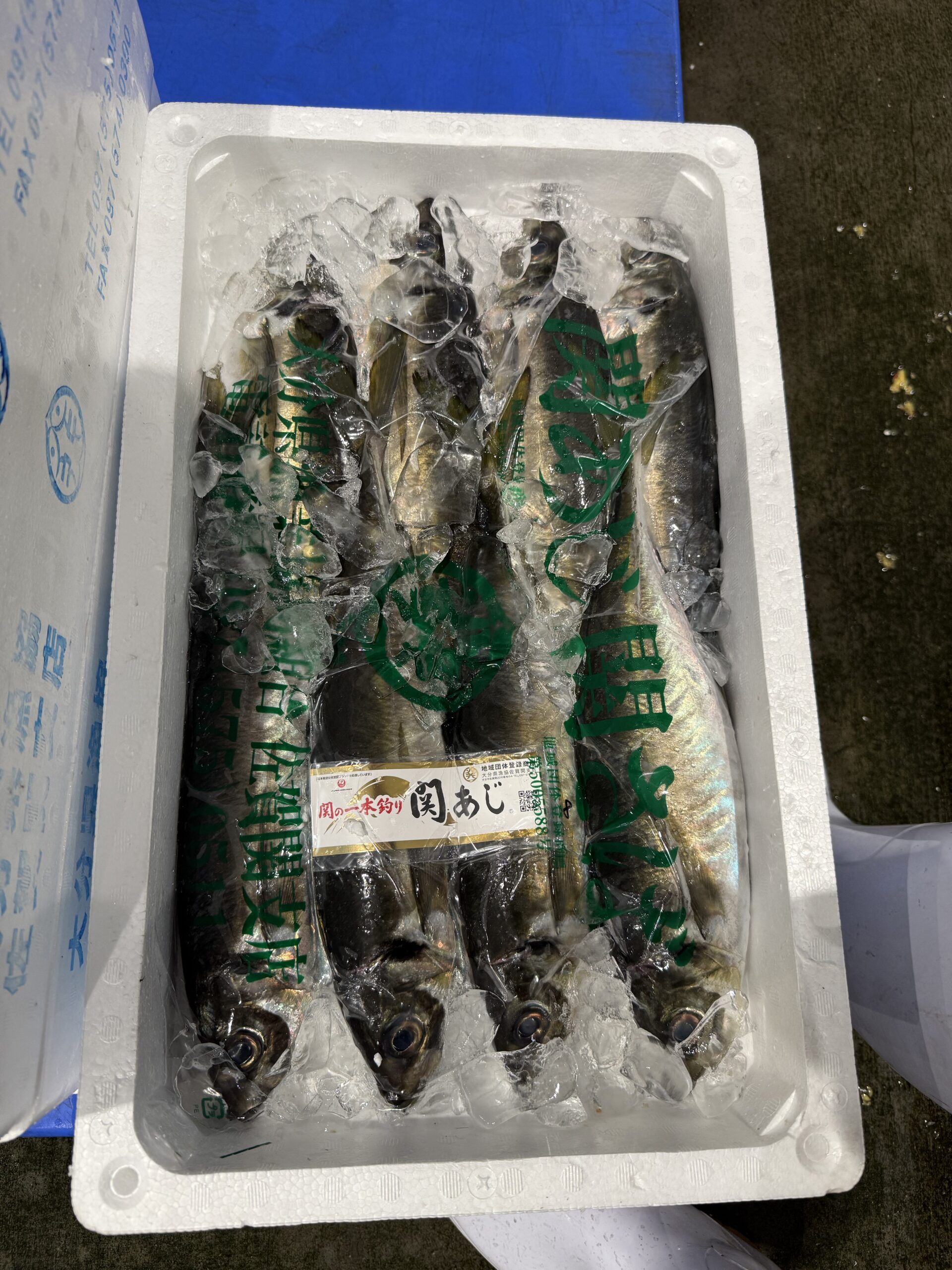 関アジ