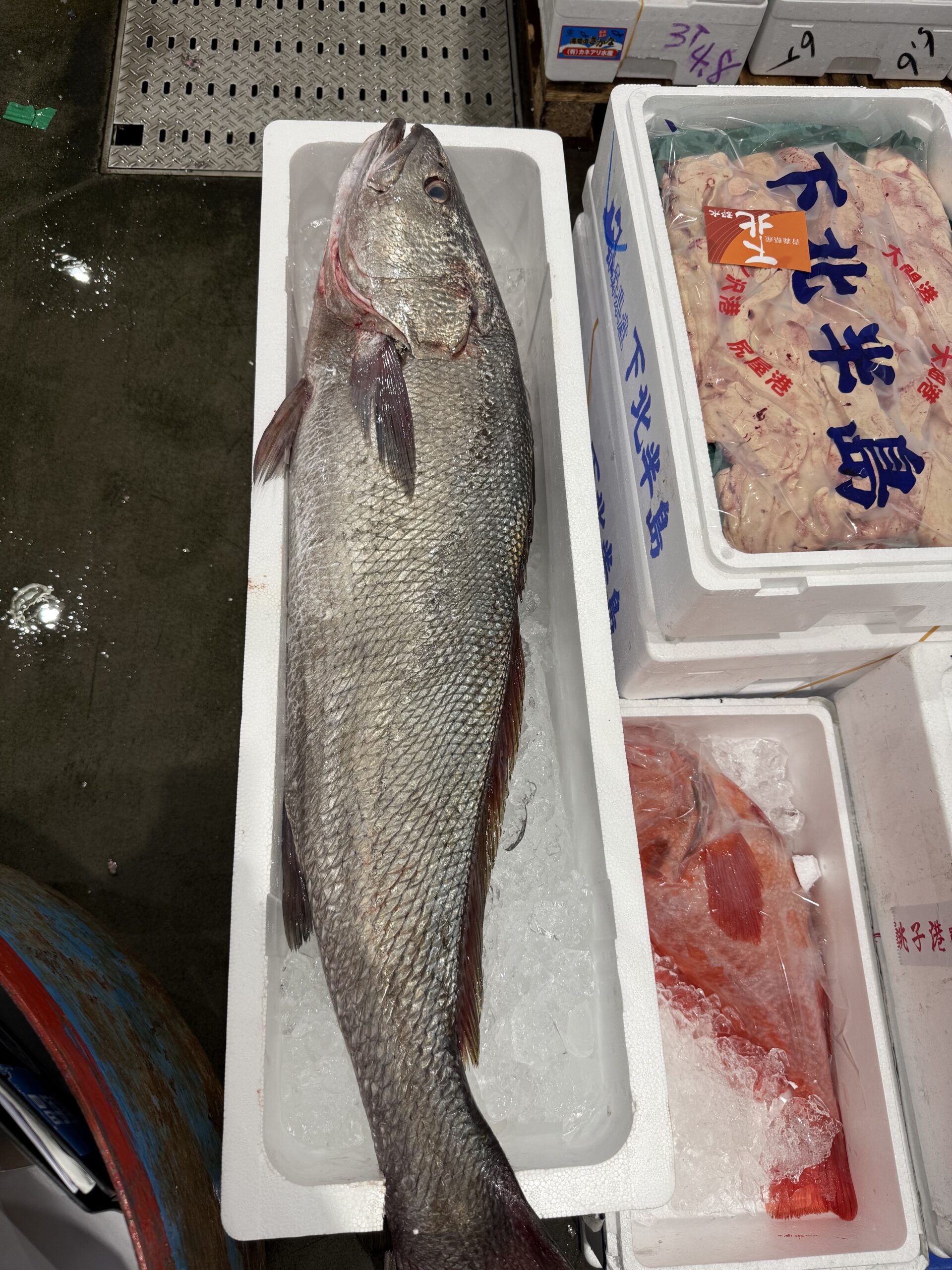 オオニべ