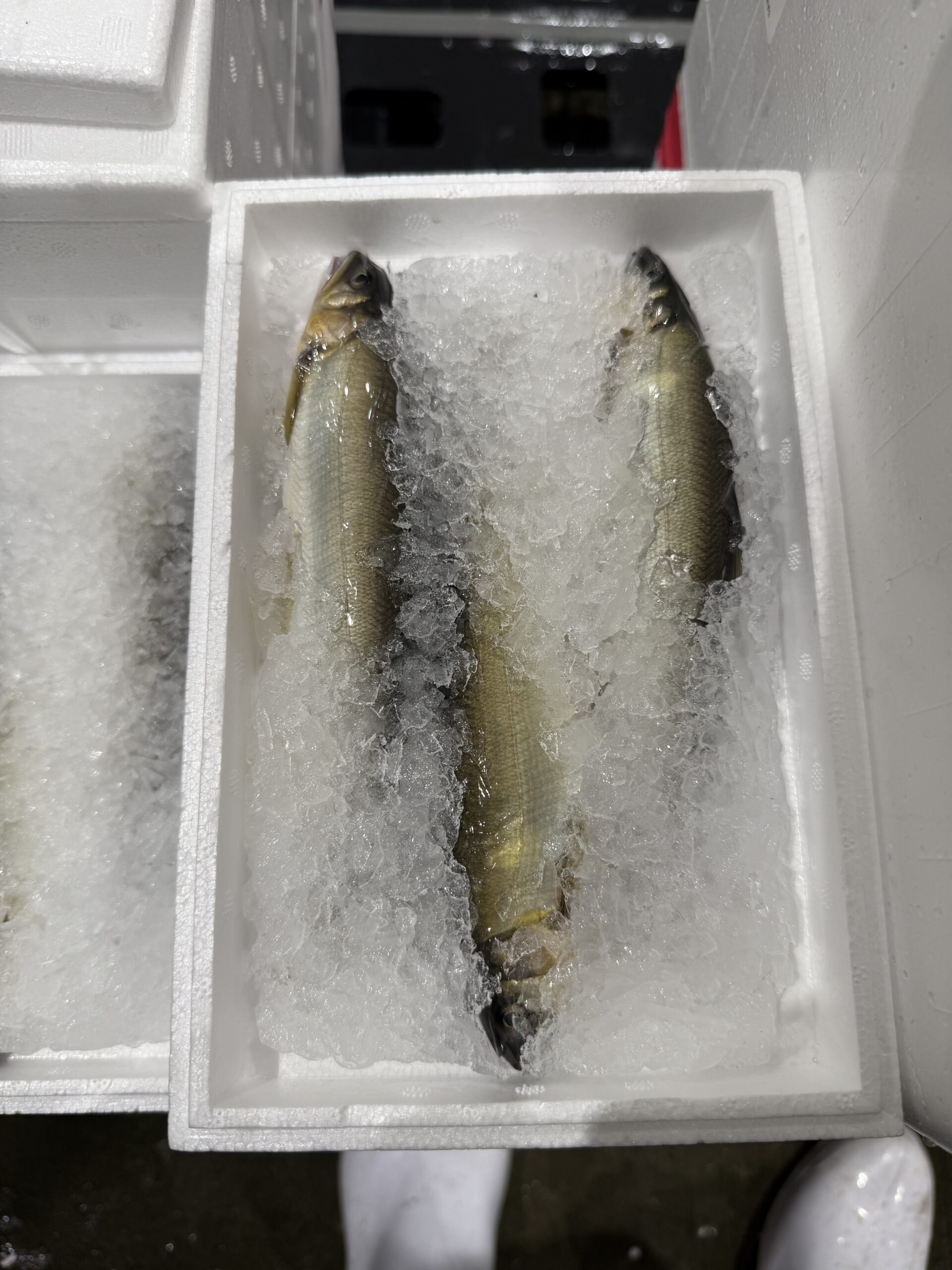 Chi-Ayu