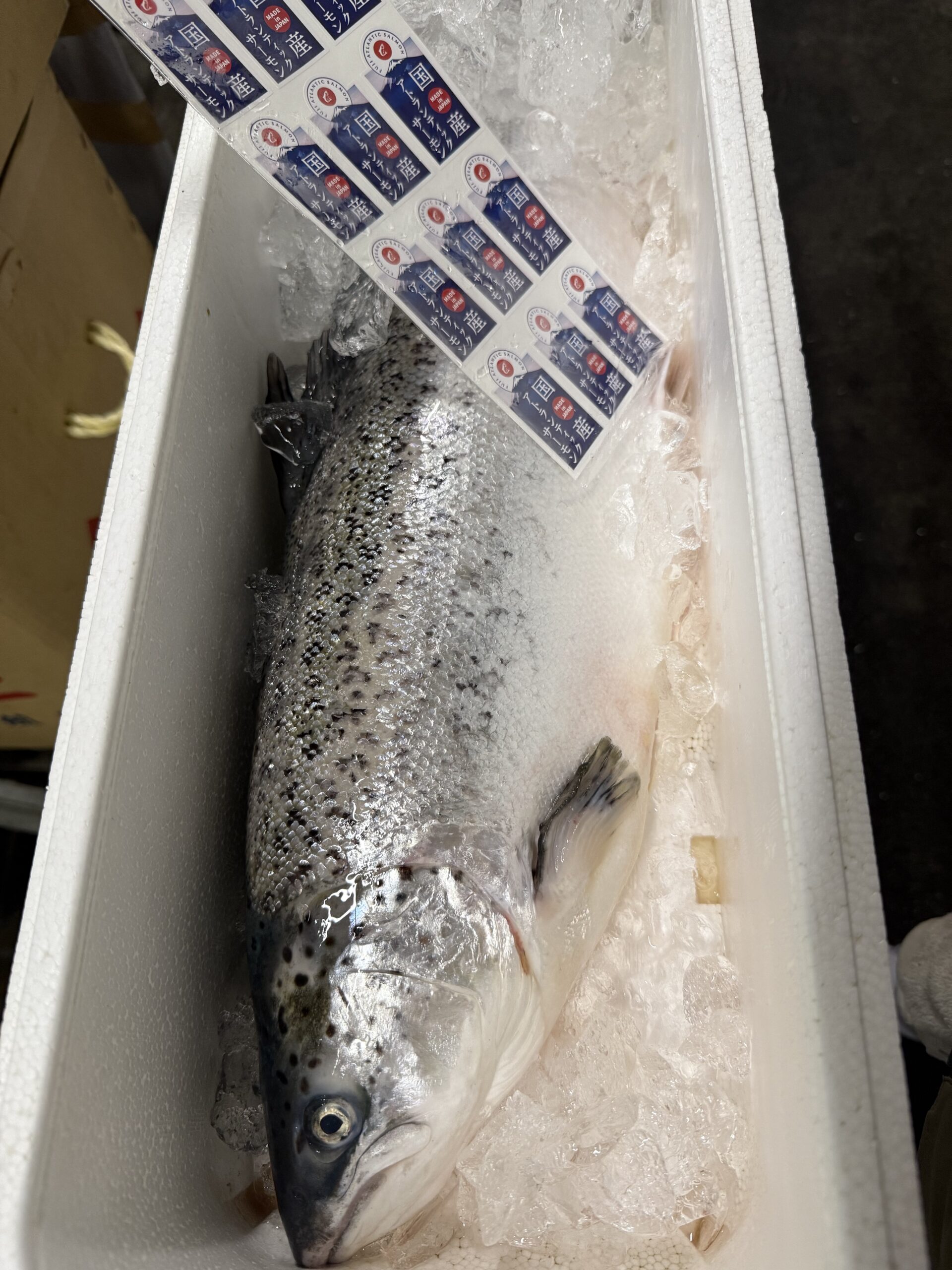 Atlantic Salmon
