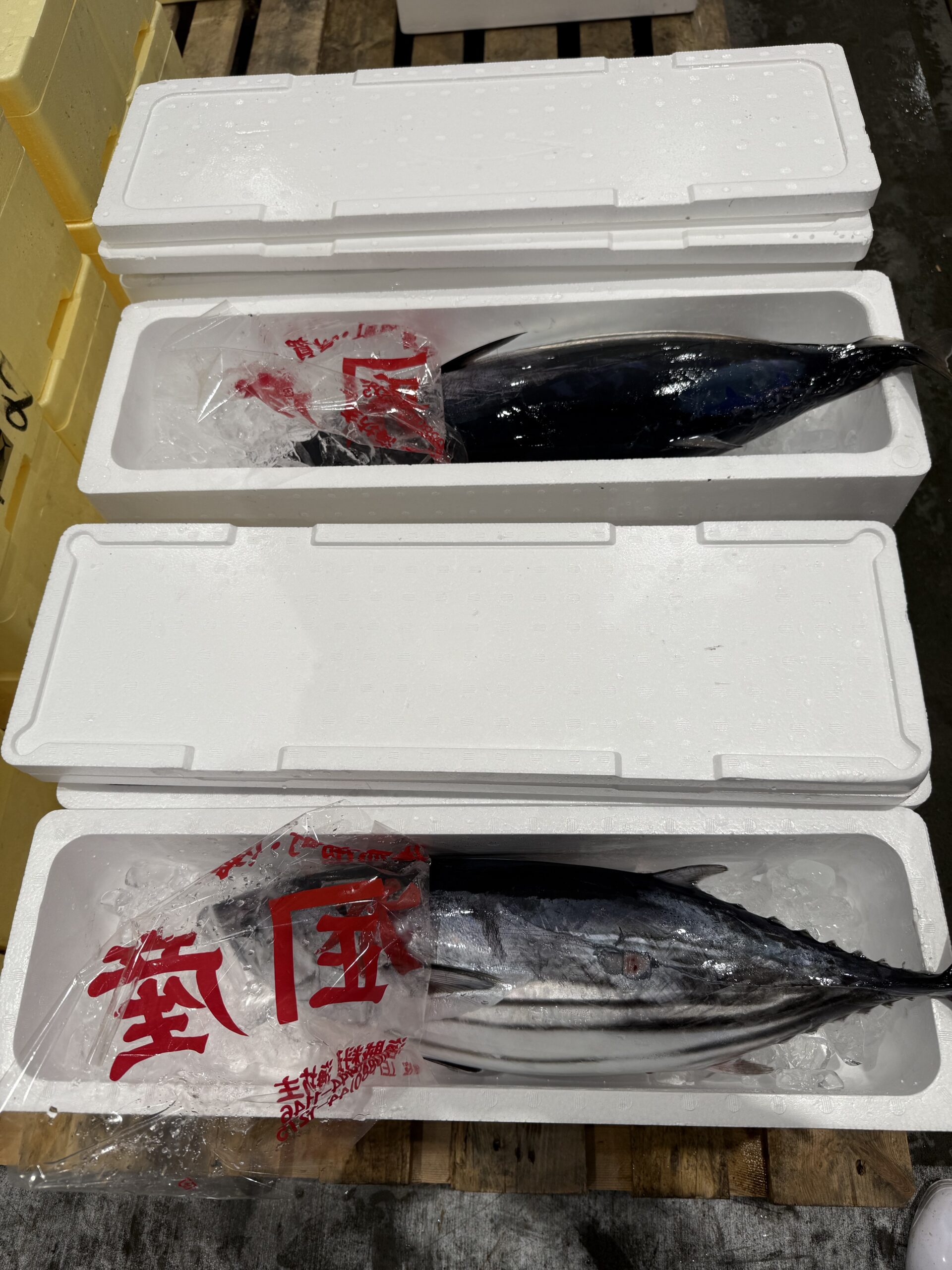 Katsuo