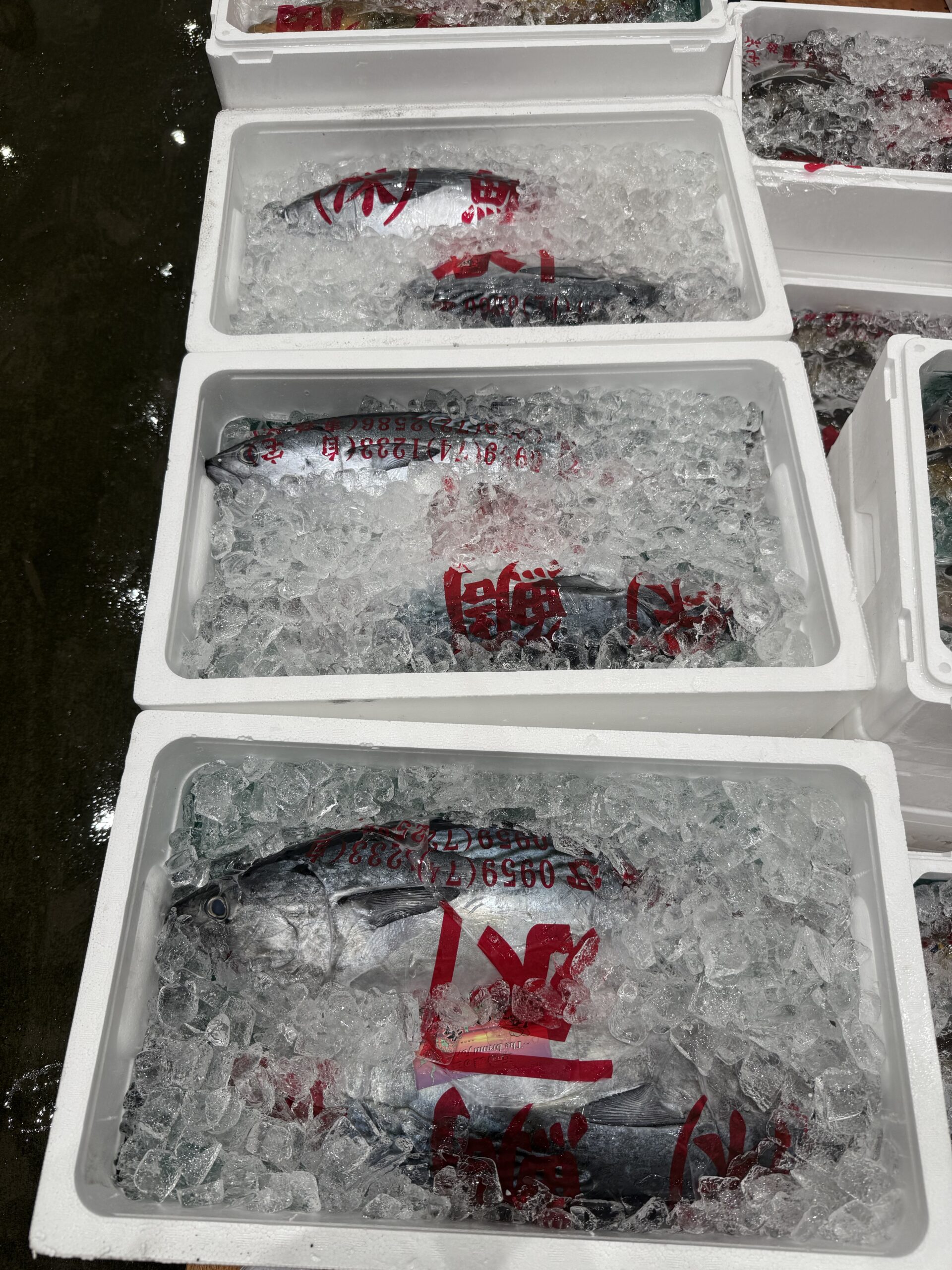 Katsuo