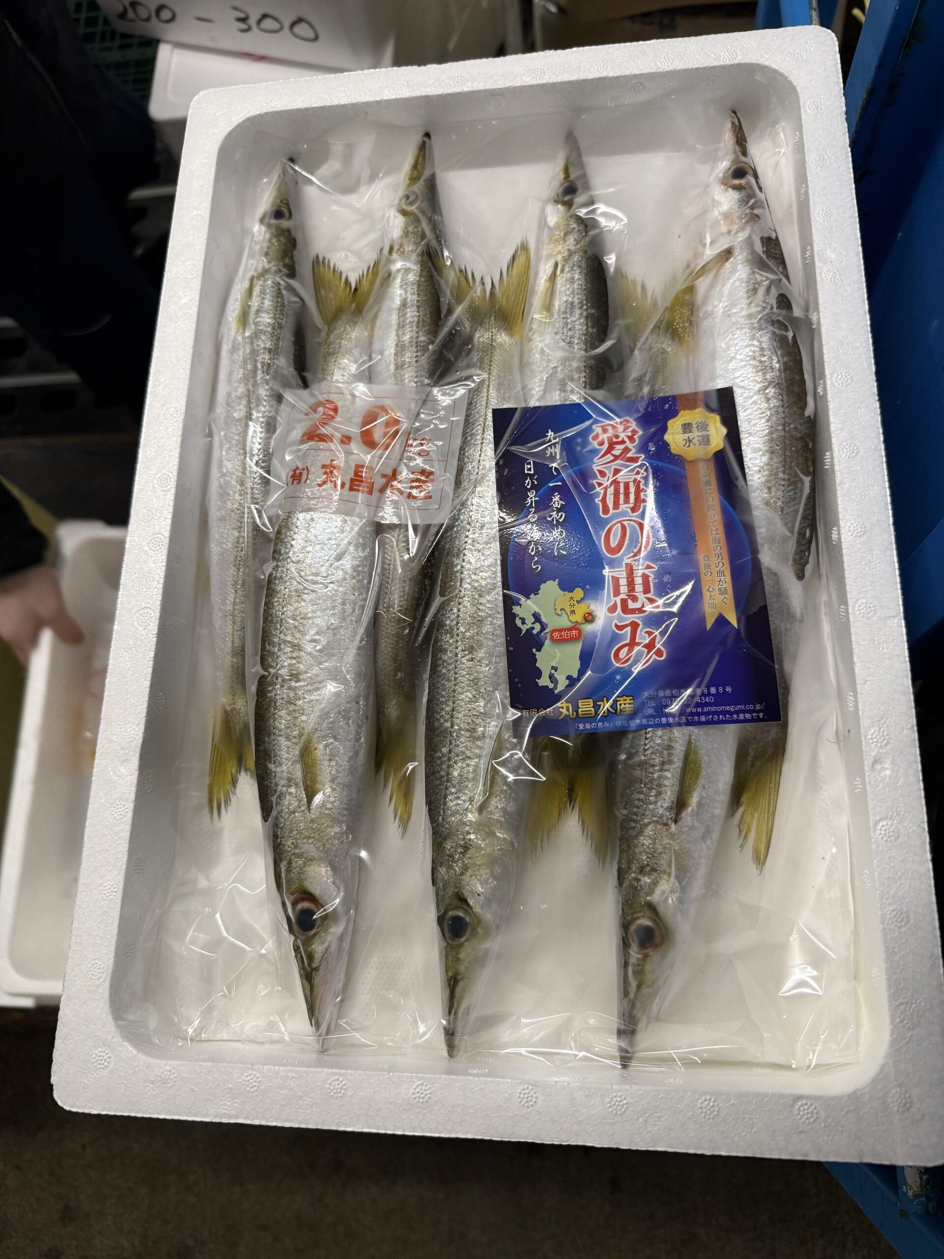 Kamasu
