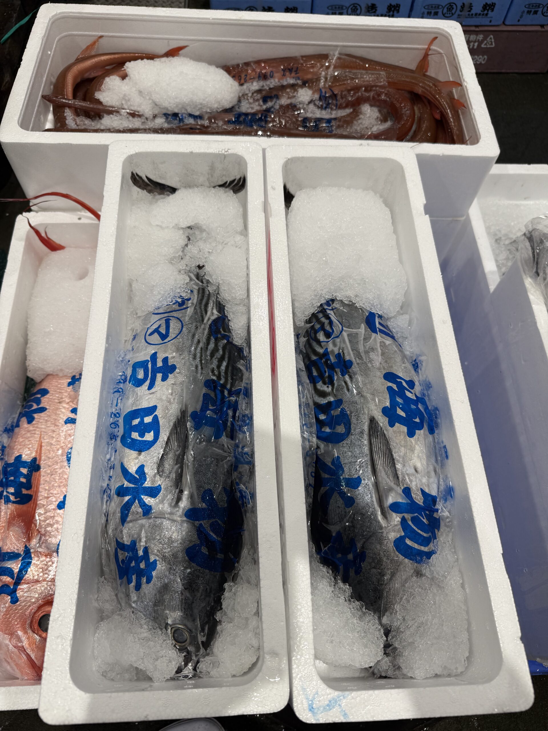 Katsuo