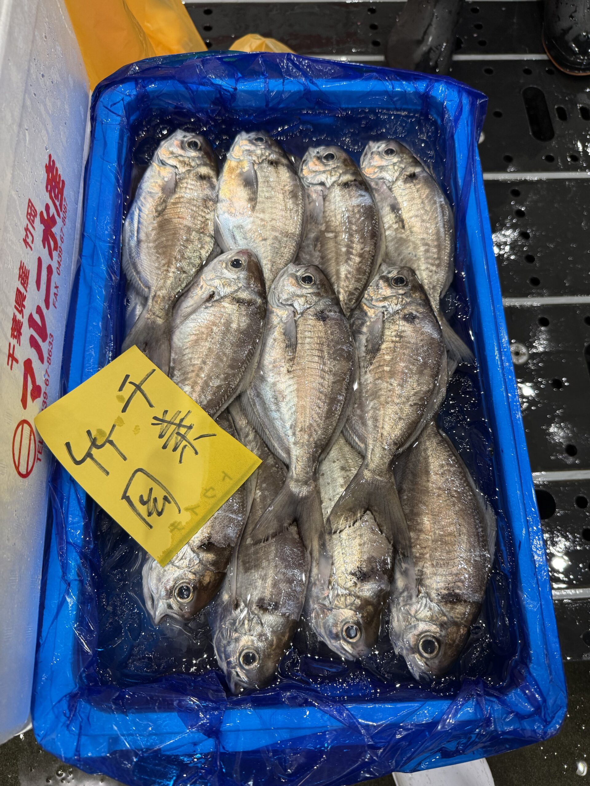 Ebodai