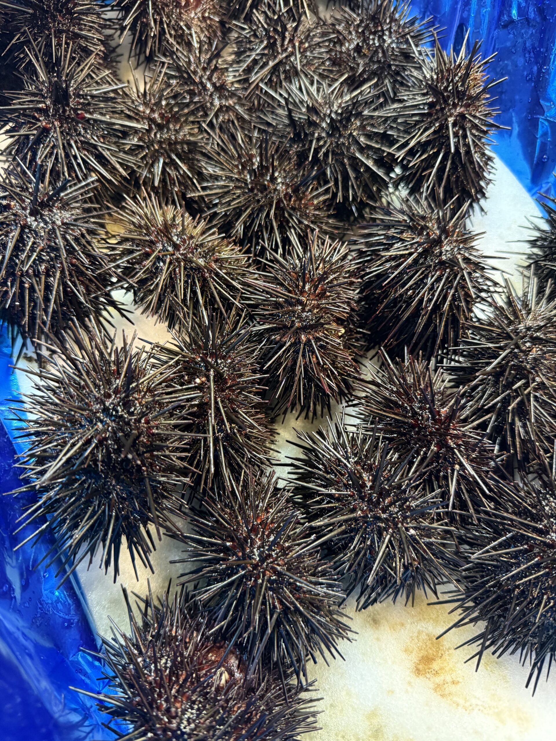 Karatsuki-Uni