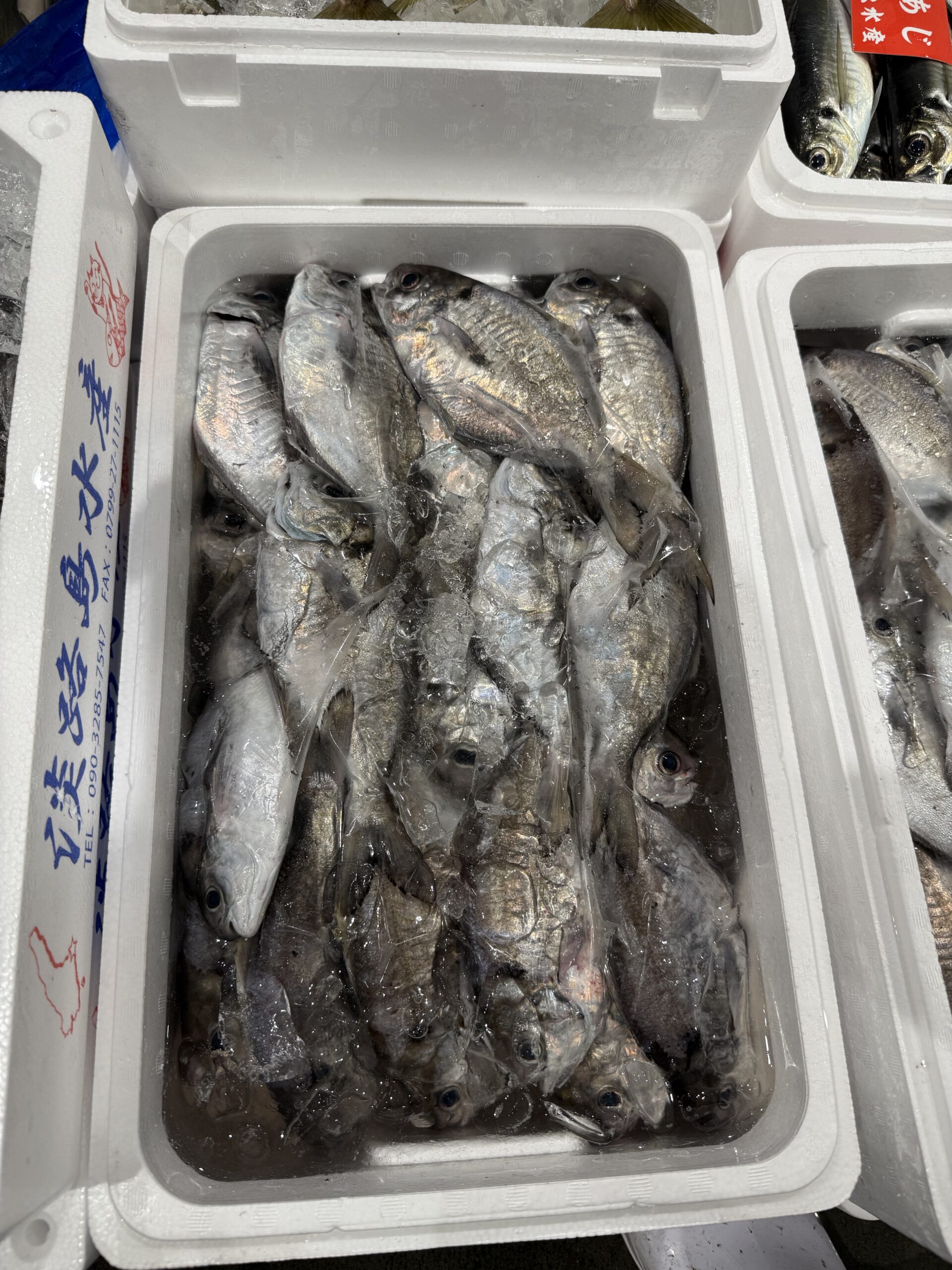 Ebodai