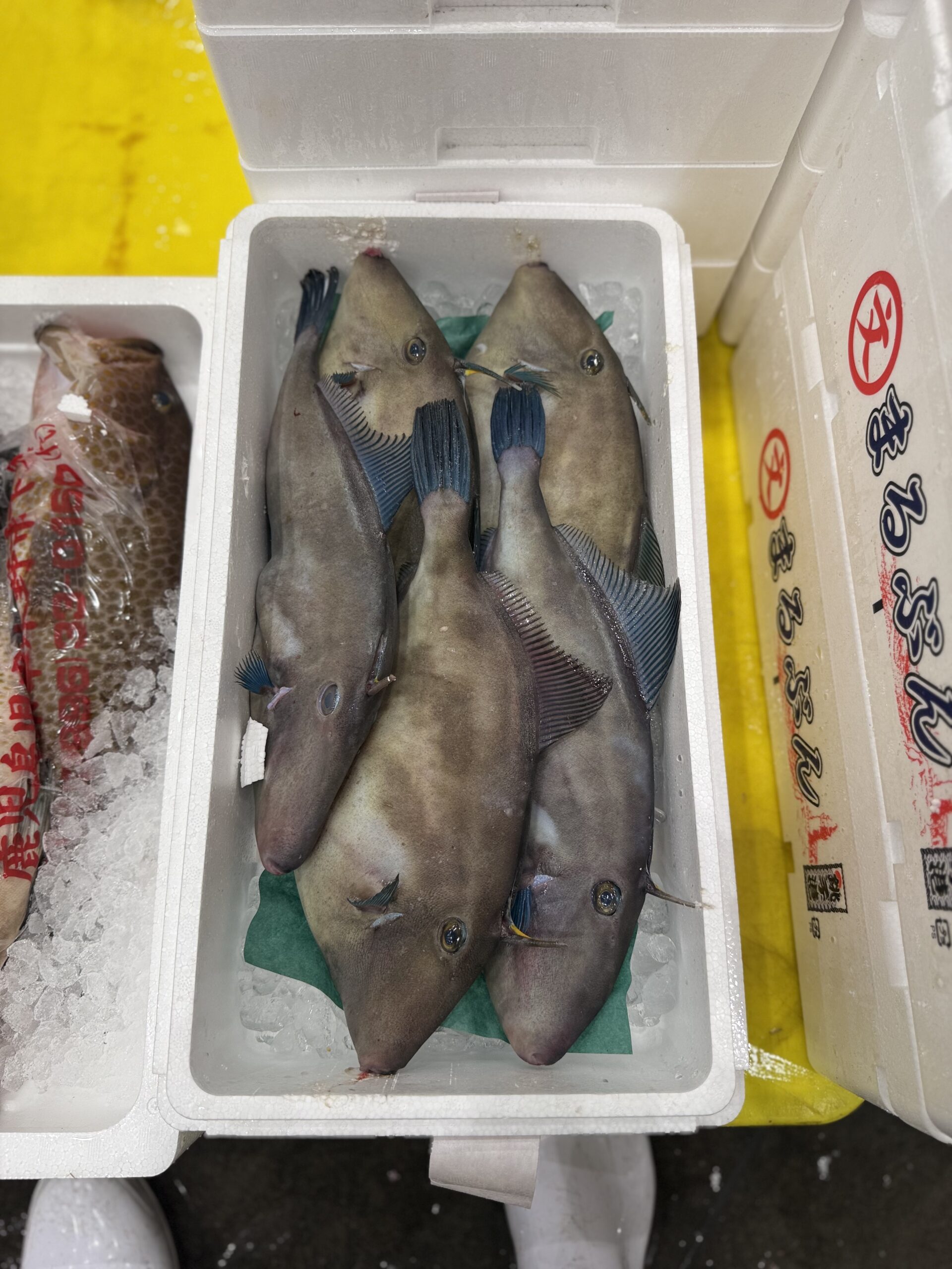 Umazurahagi