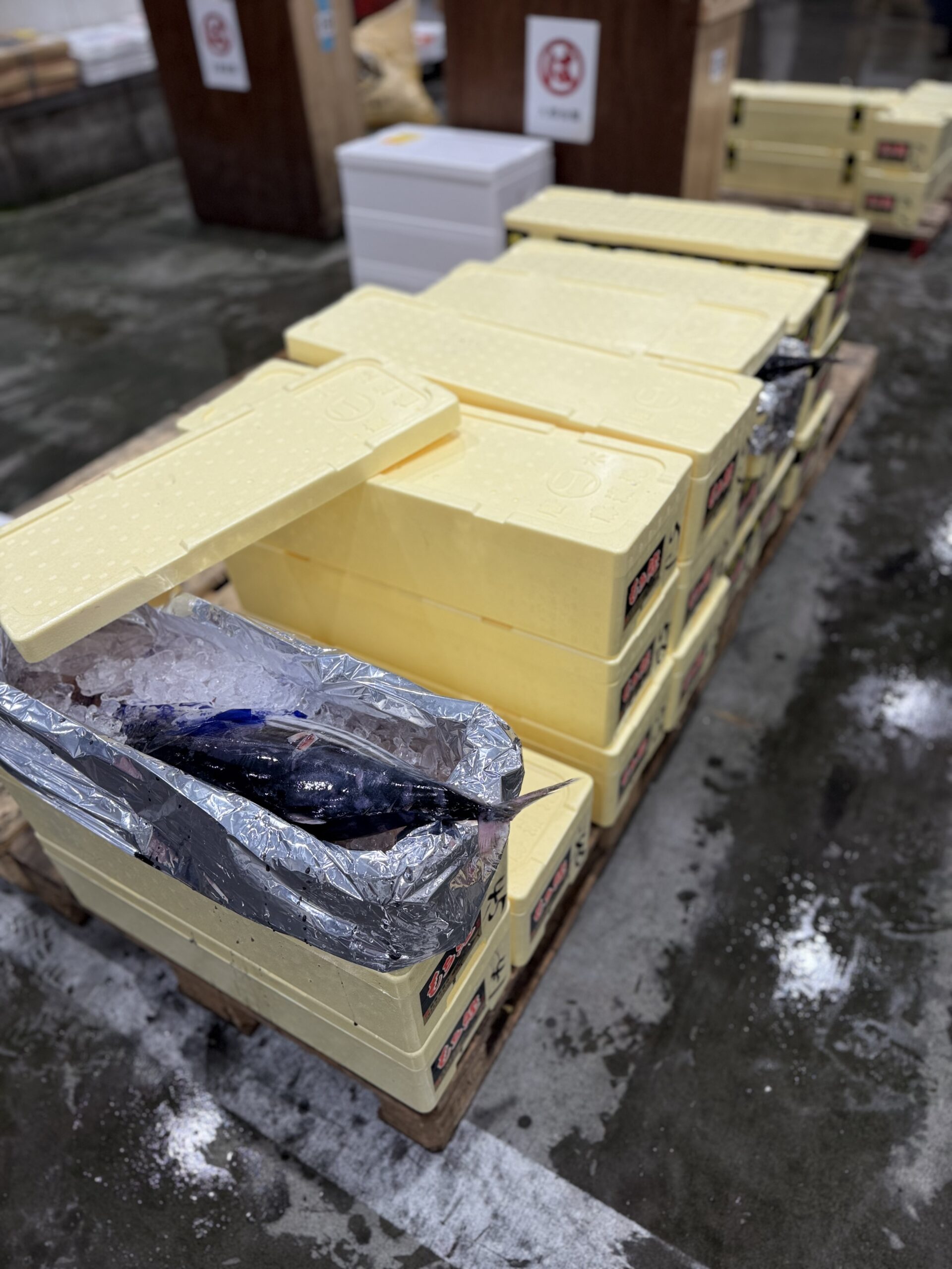 Katsuo