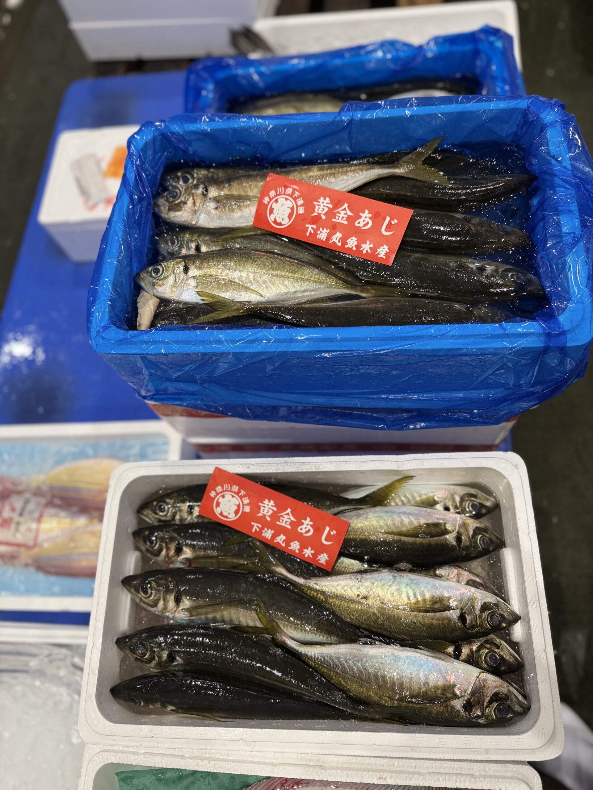 Aji (kogane)
