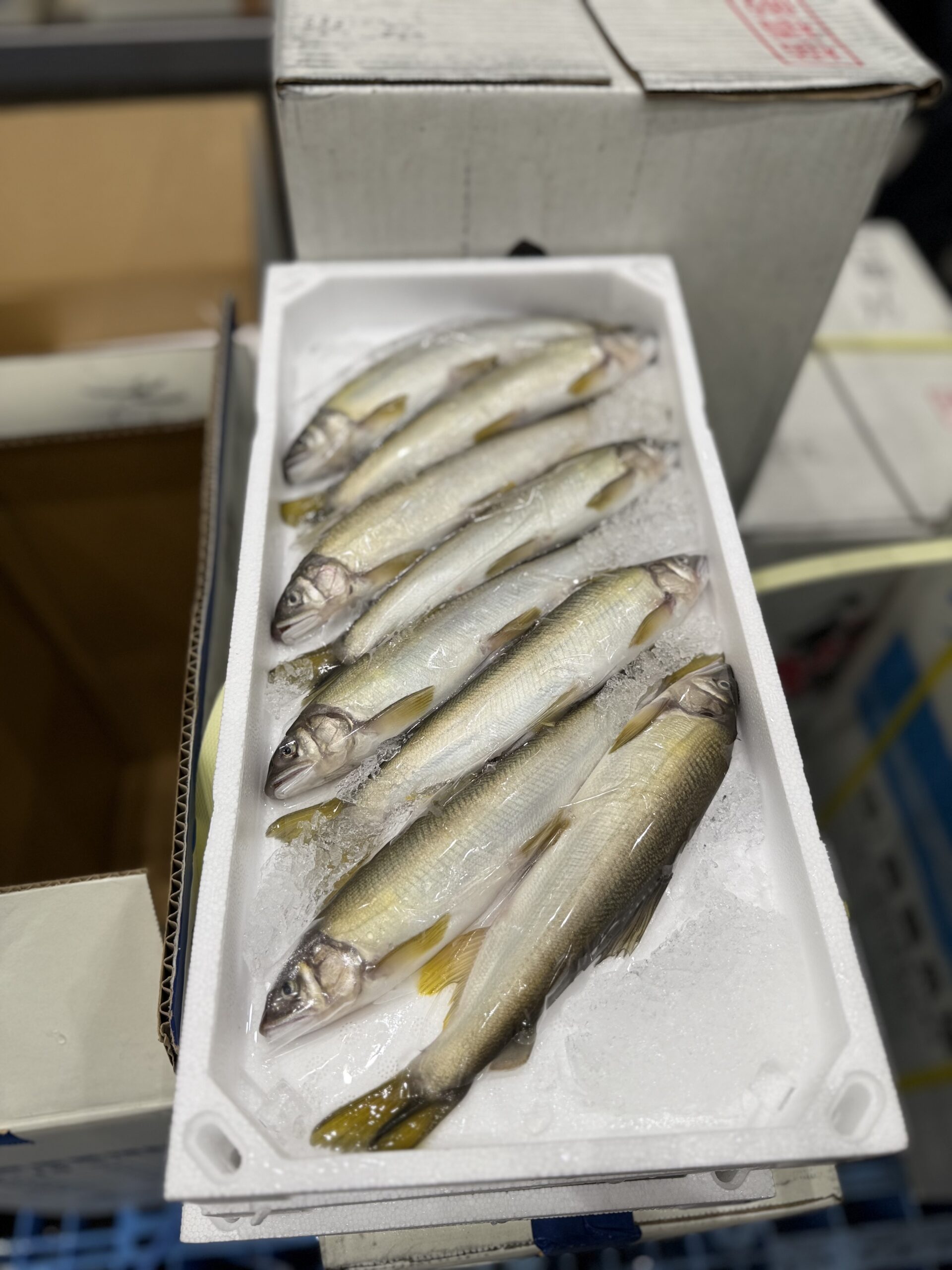 Harb-Ayu (8pc pack)