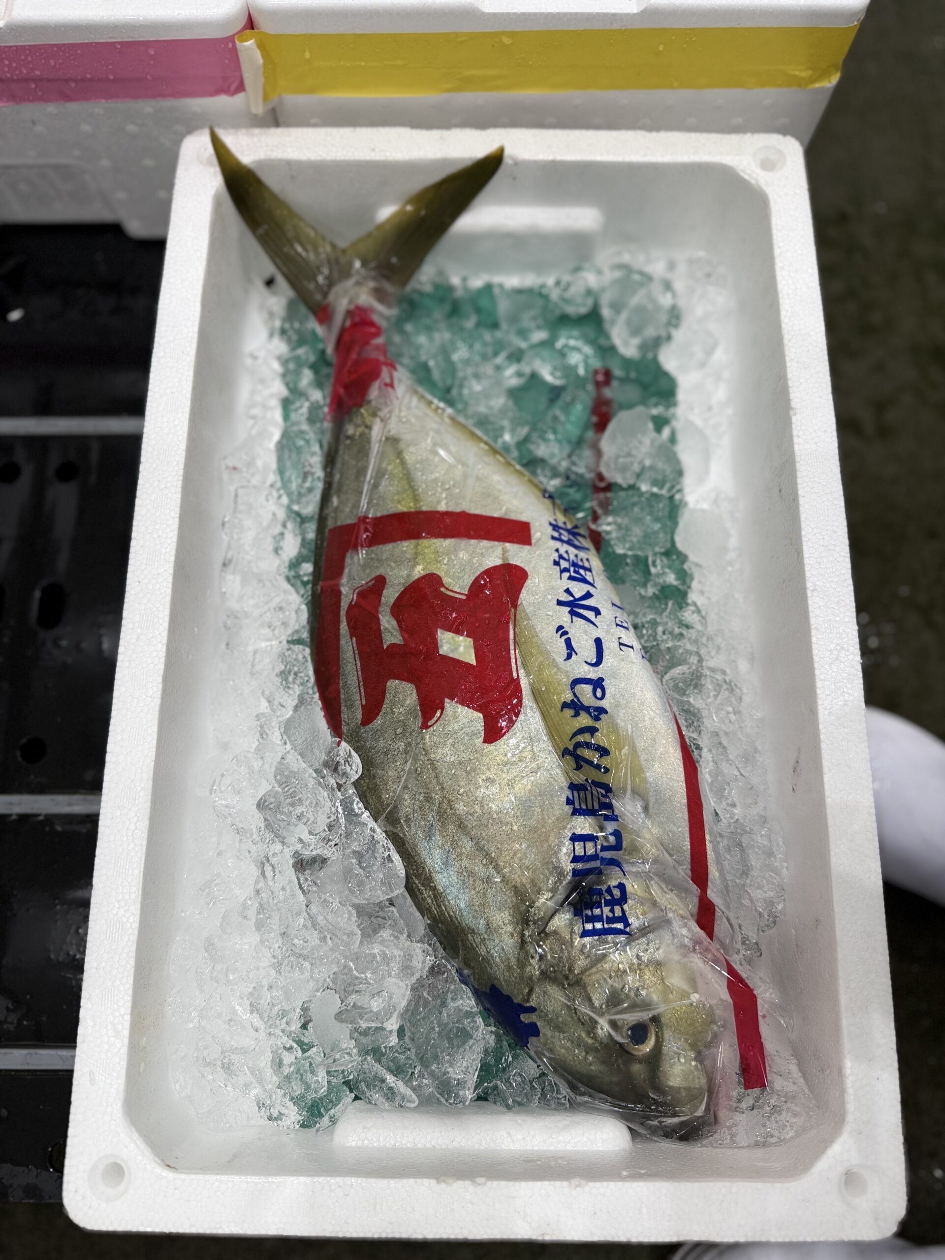Shima-aji