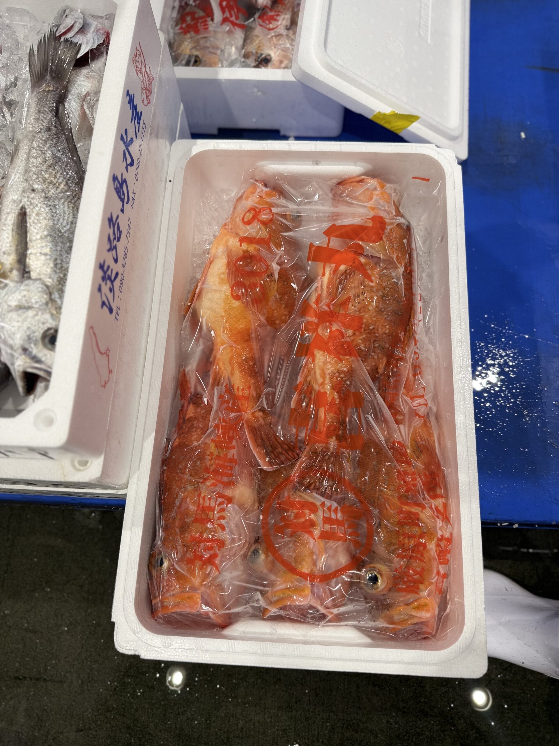 UkkariKasago