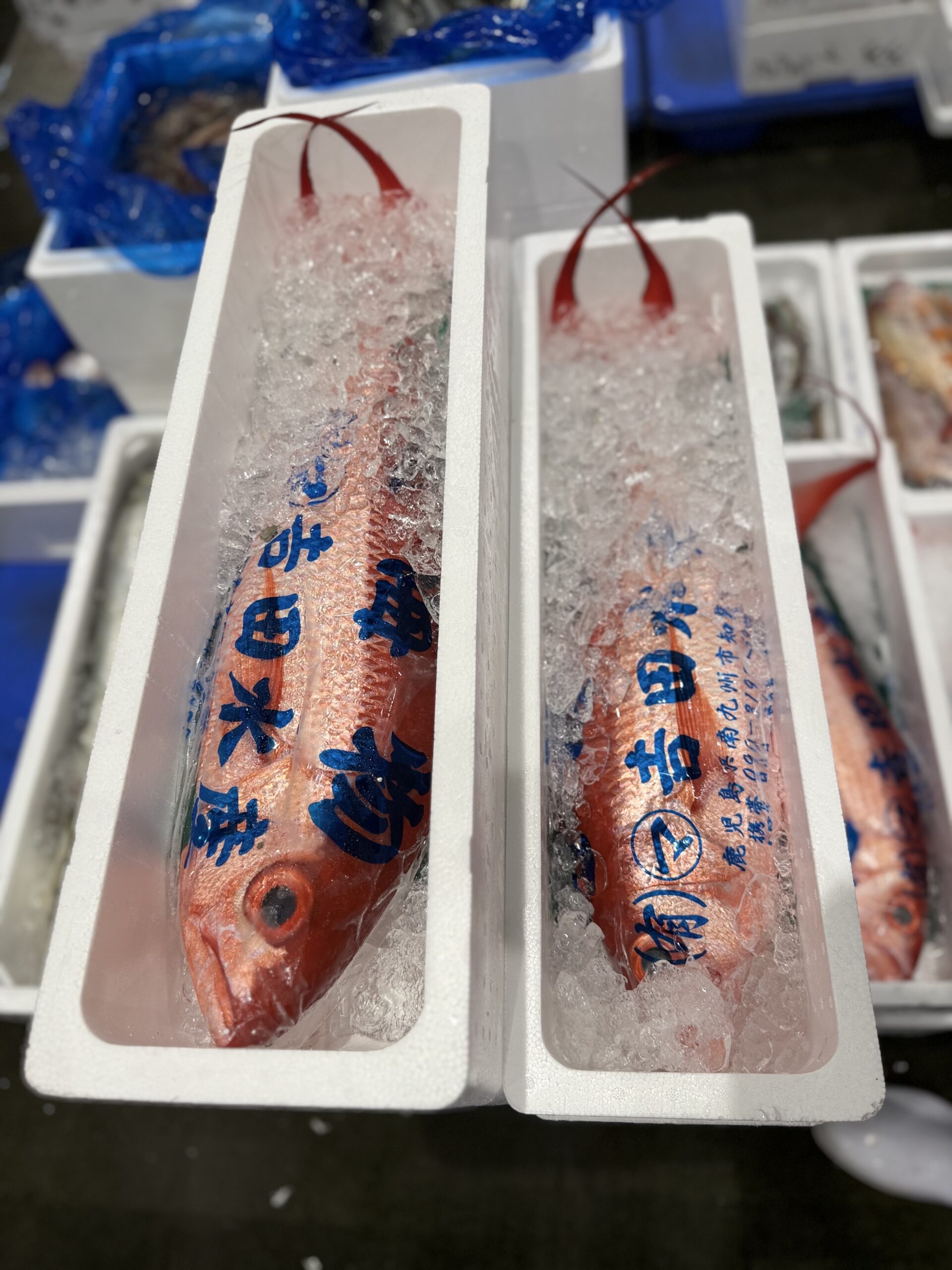 Onaga/Hamadai