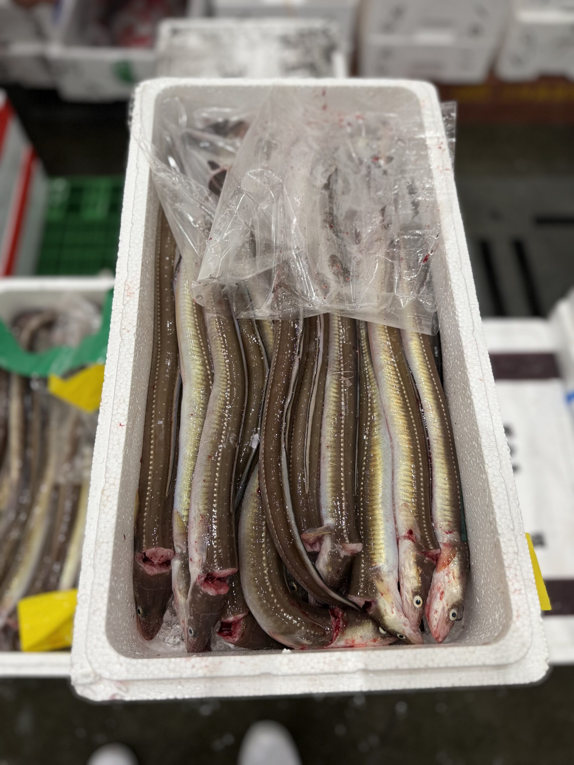 Anago
