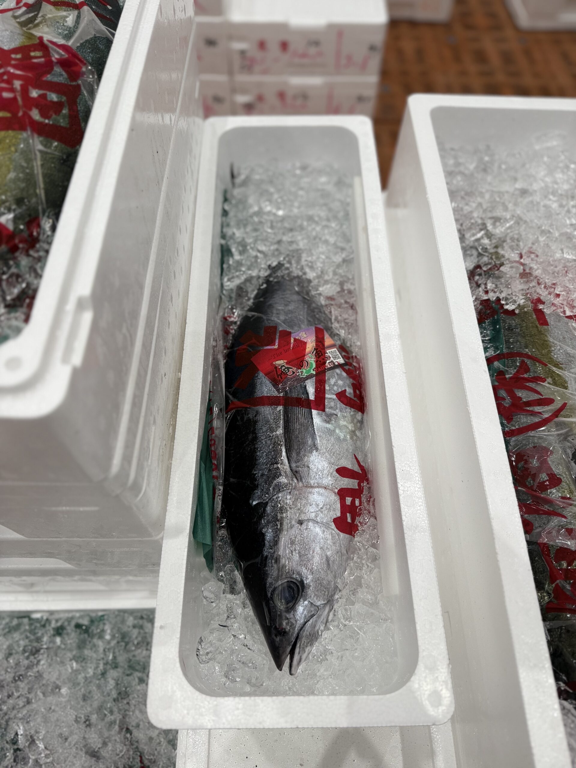 Katsuo