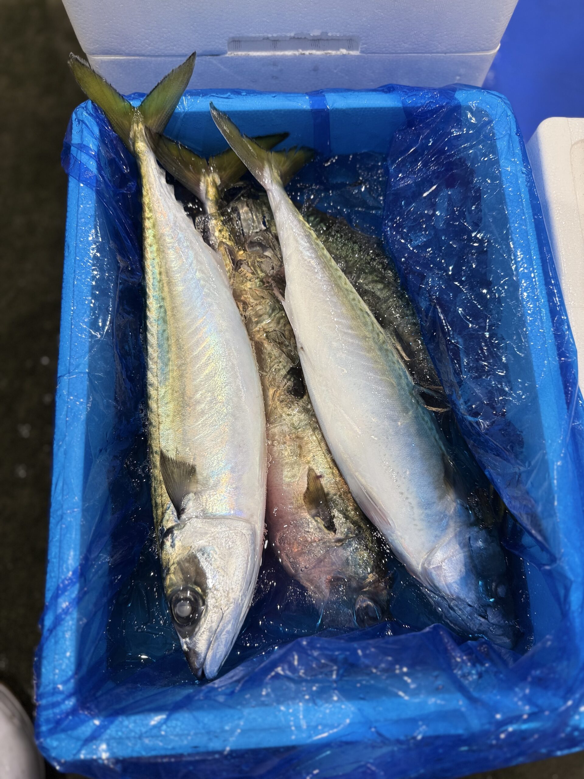 Saba
