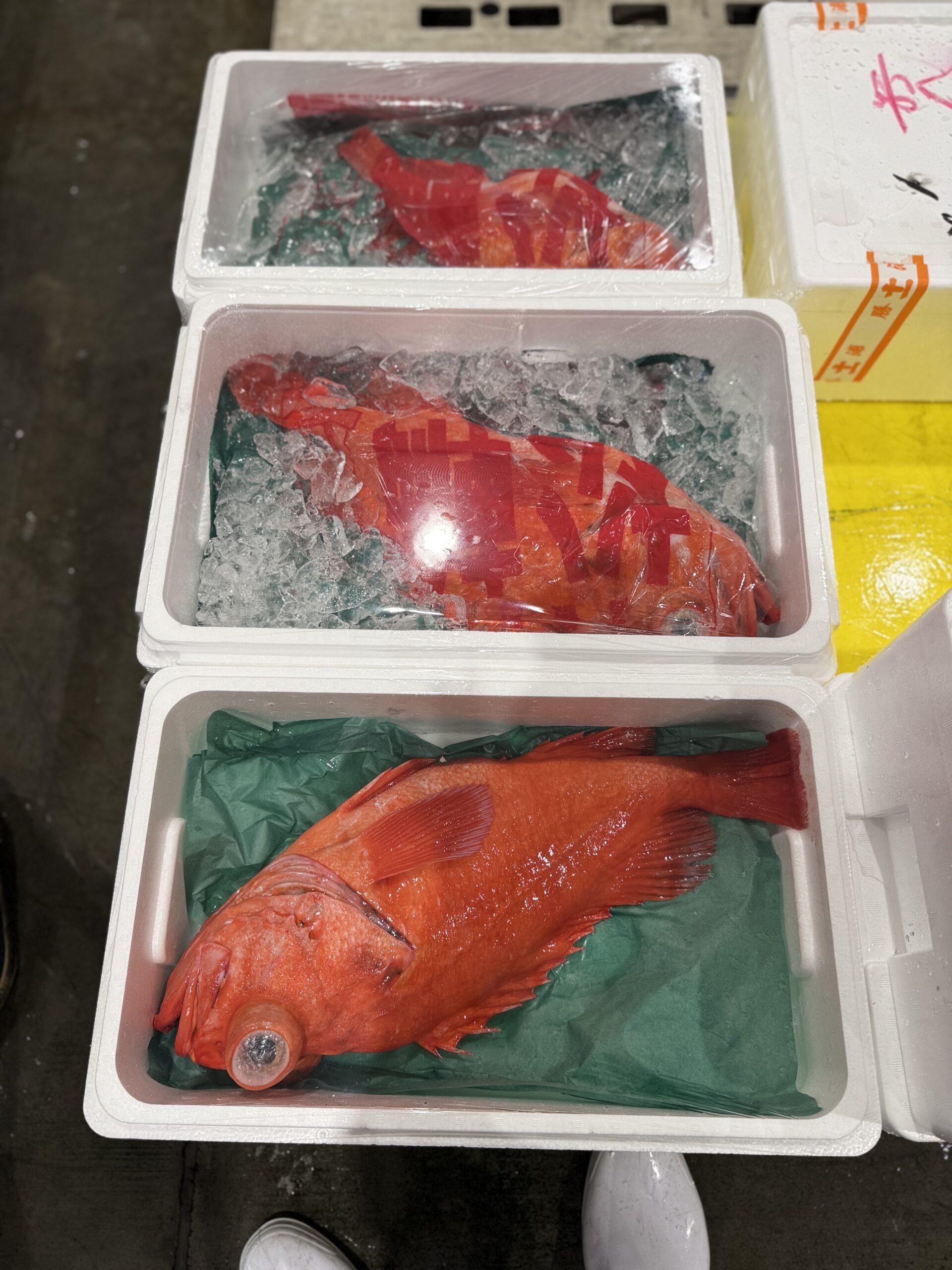 Akou