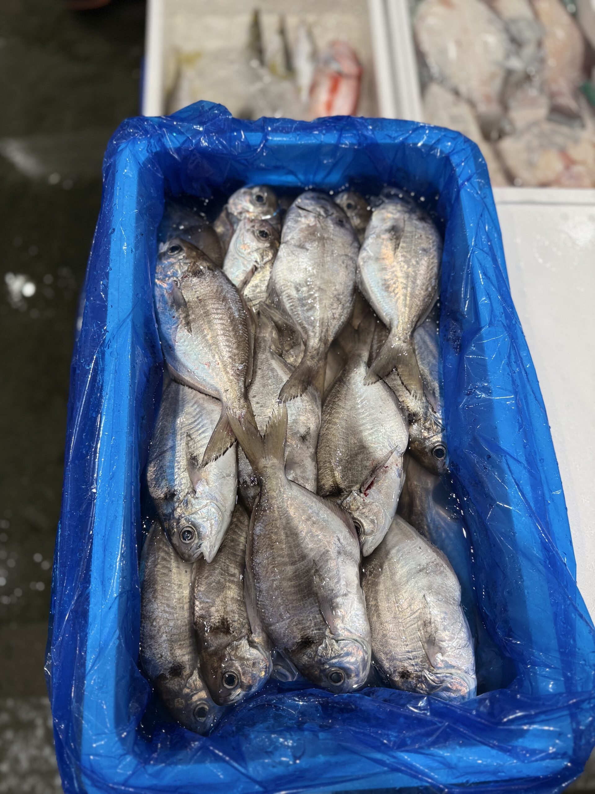 Ebodai