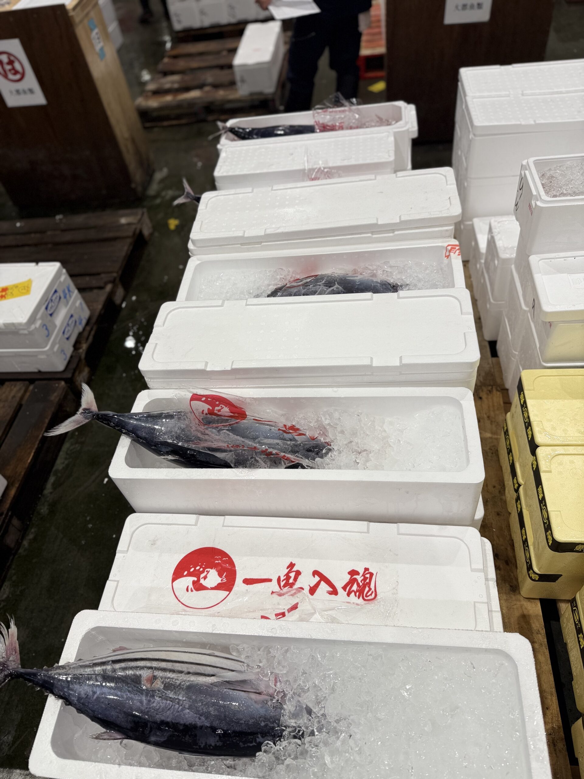 Katsuo