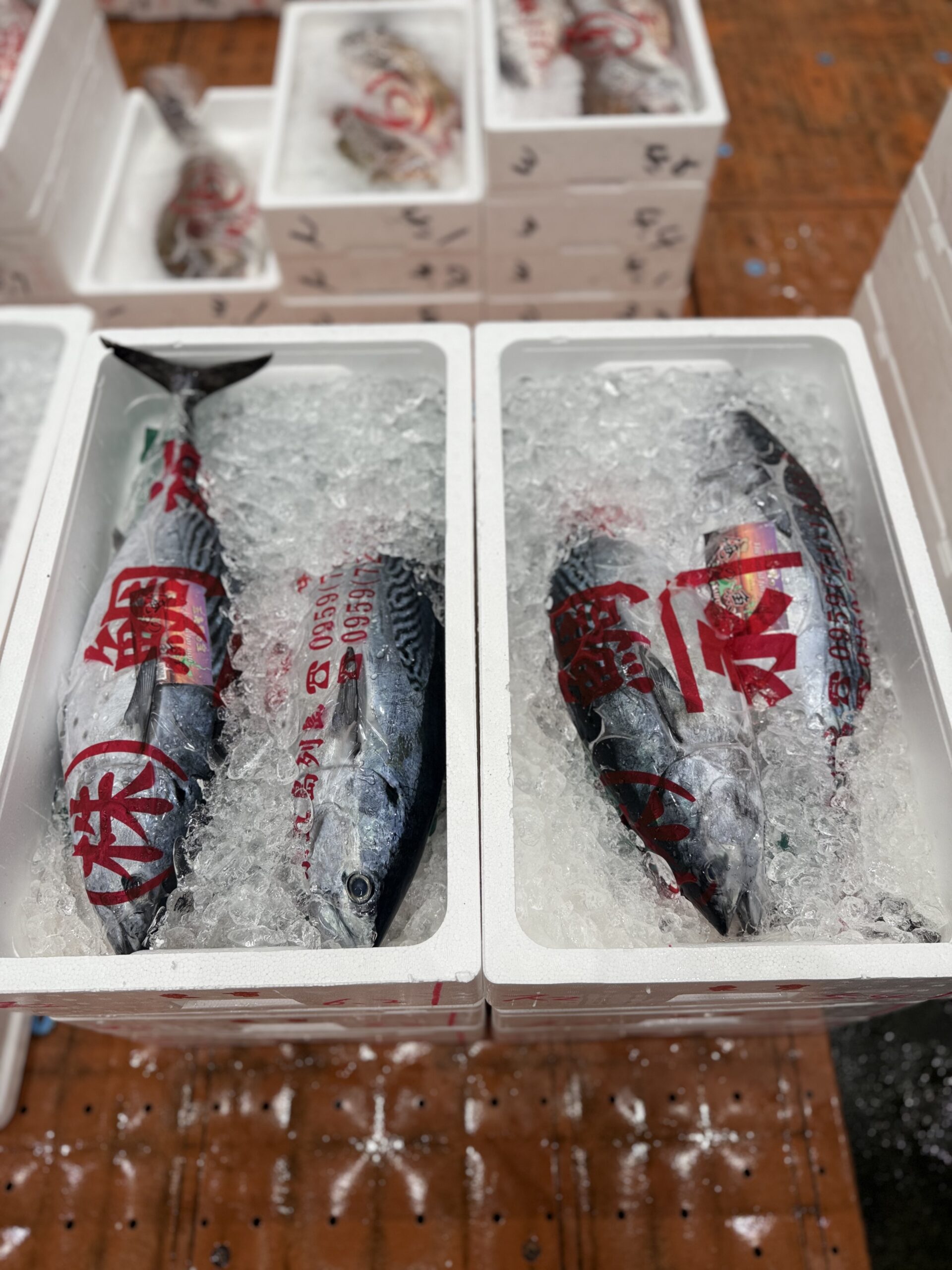 Katsuo