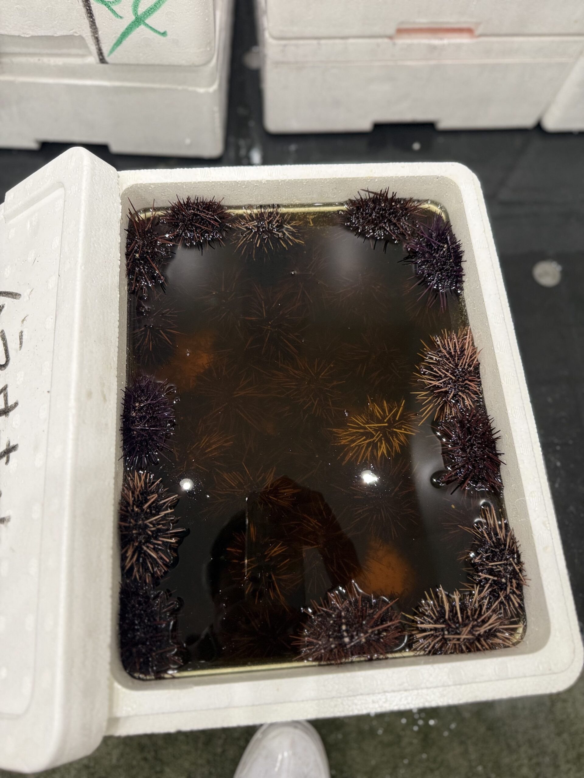 Uni