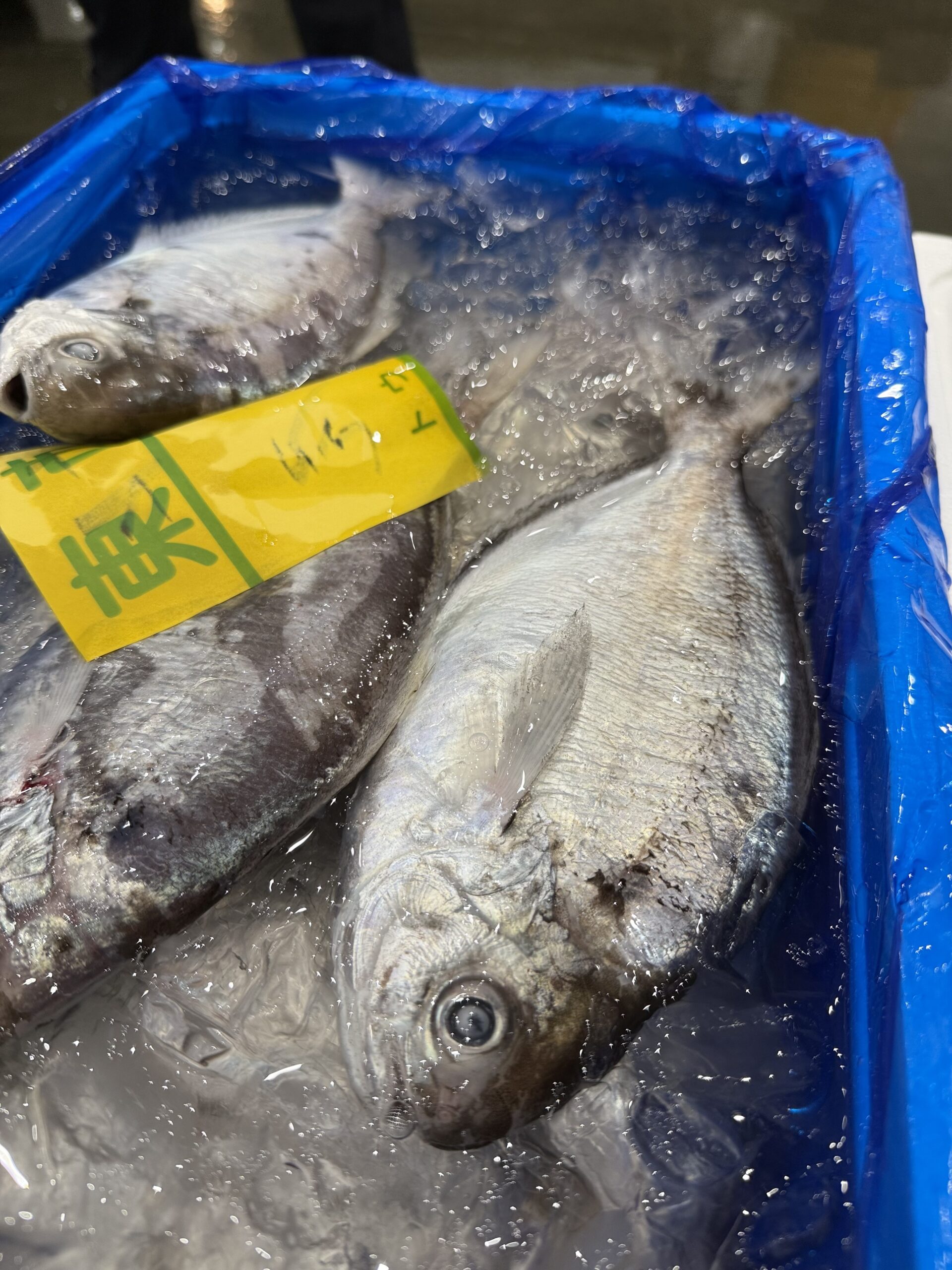 Ebodai