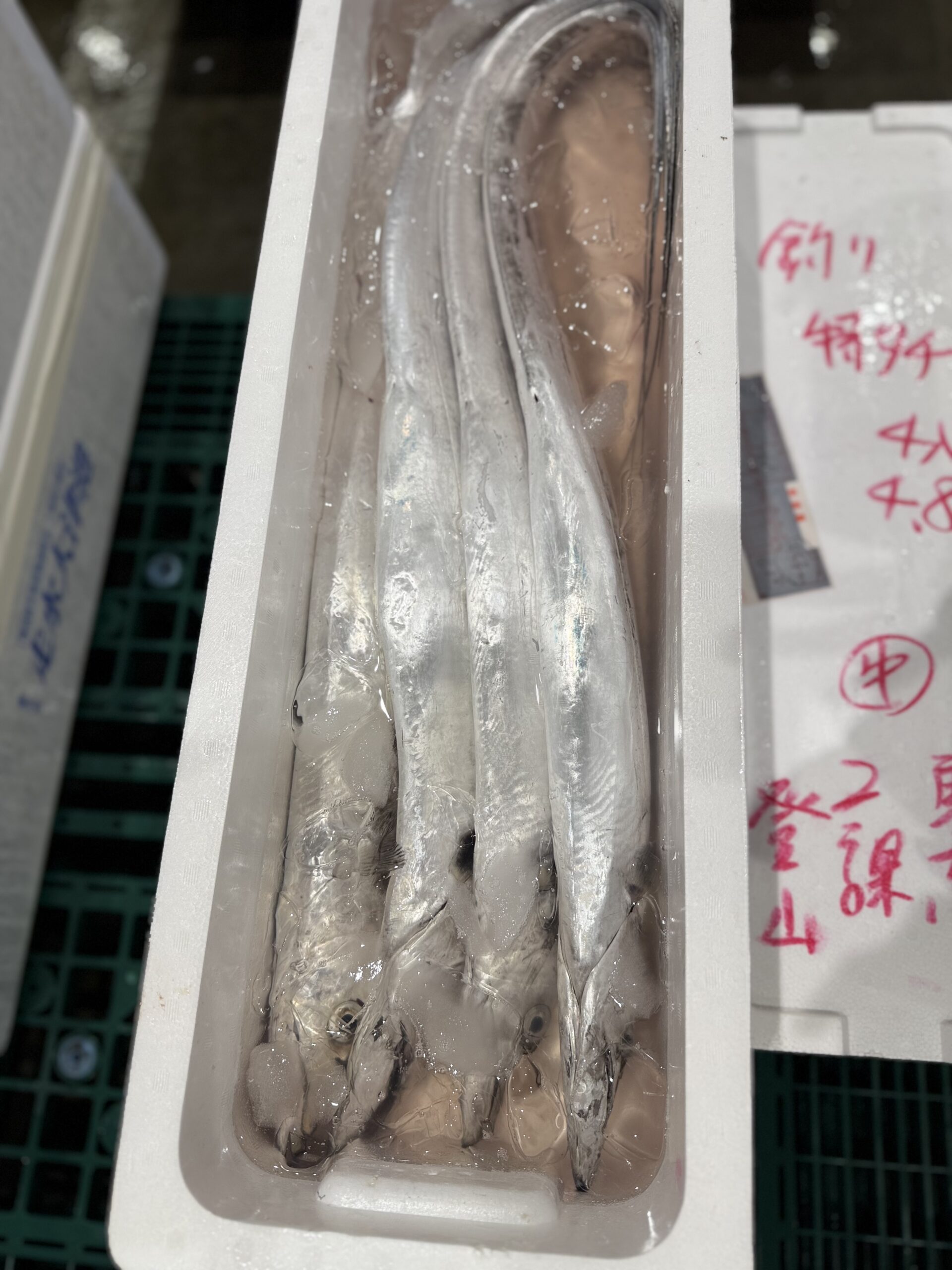 Tachiuo