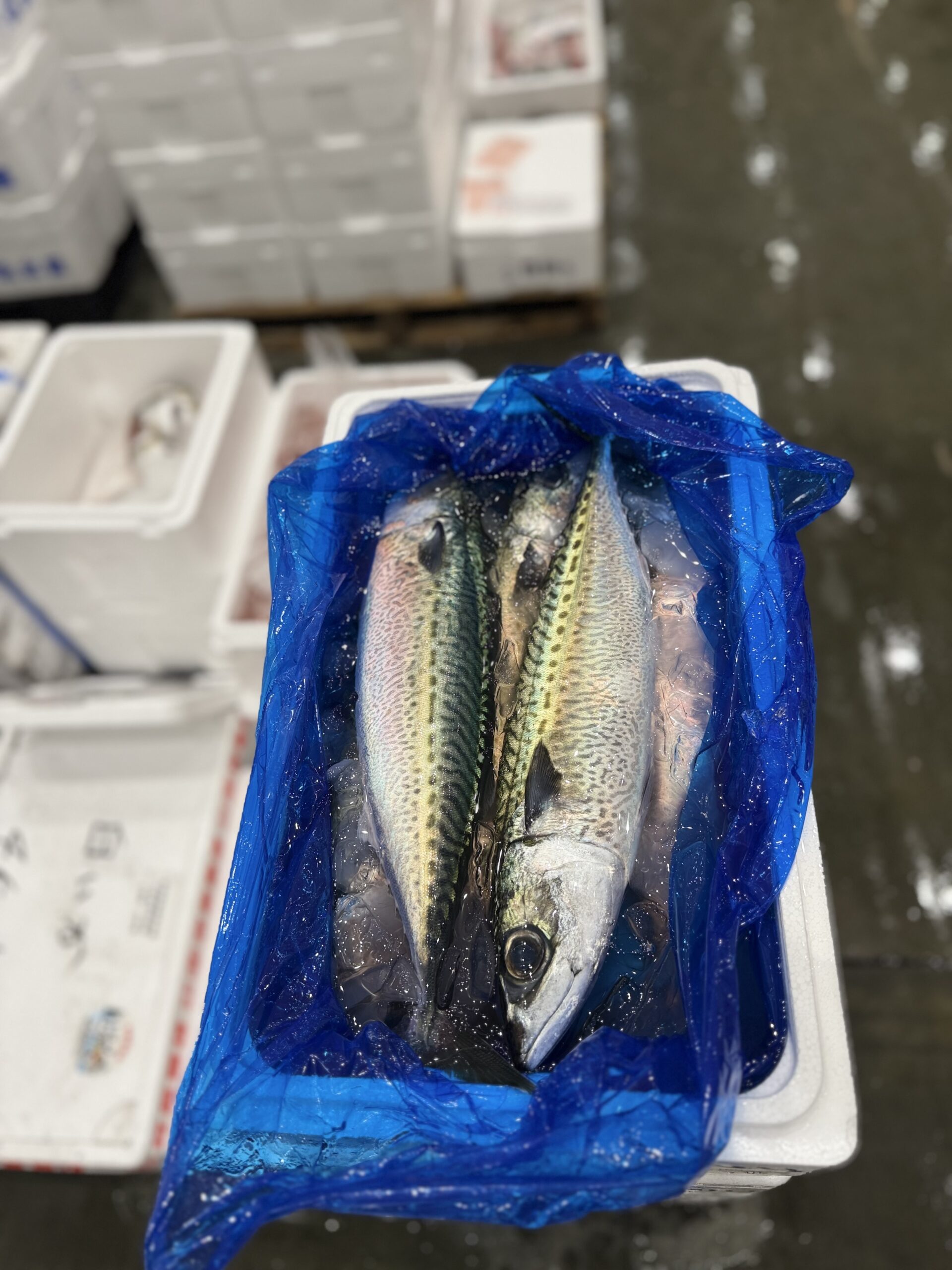 Saba