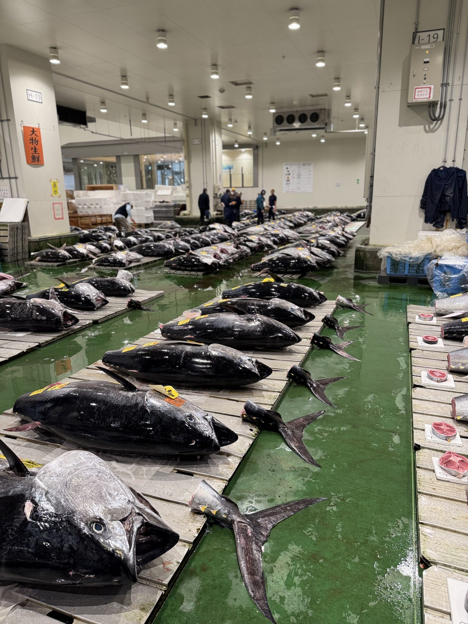 Maguro