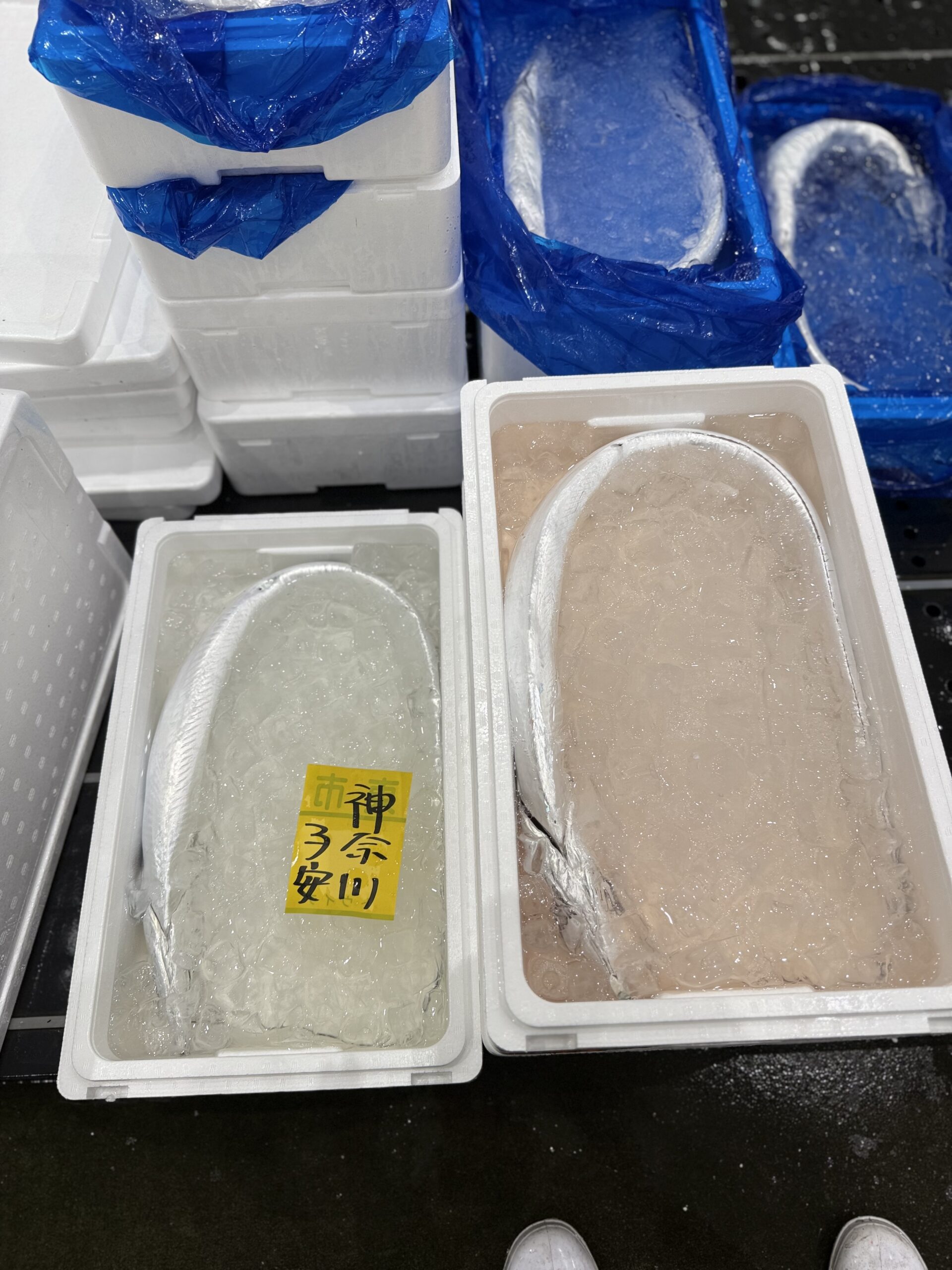 Tachiuo