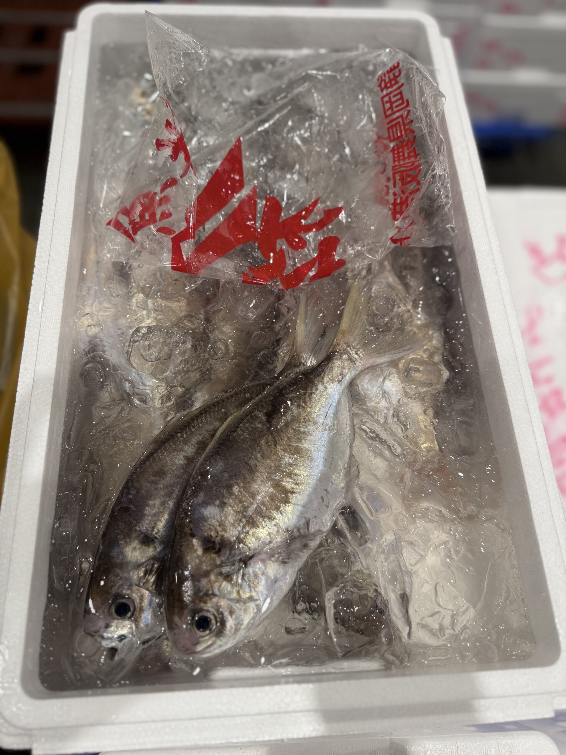 Ebodai
