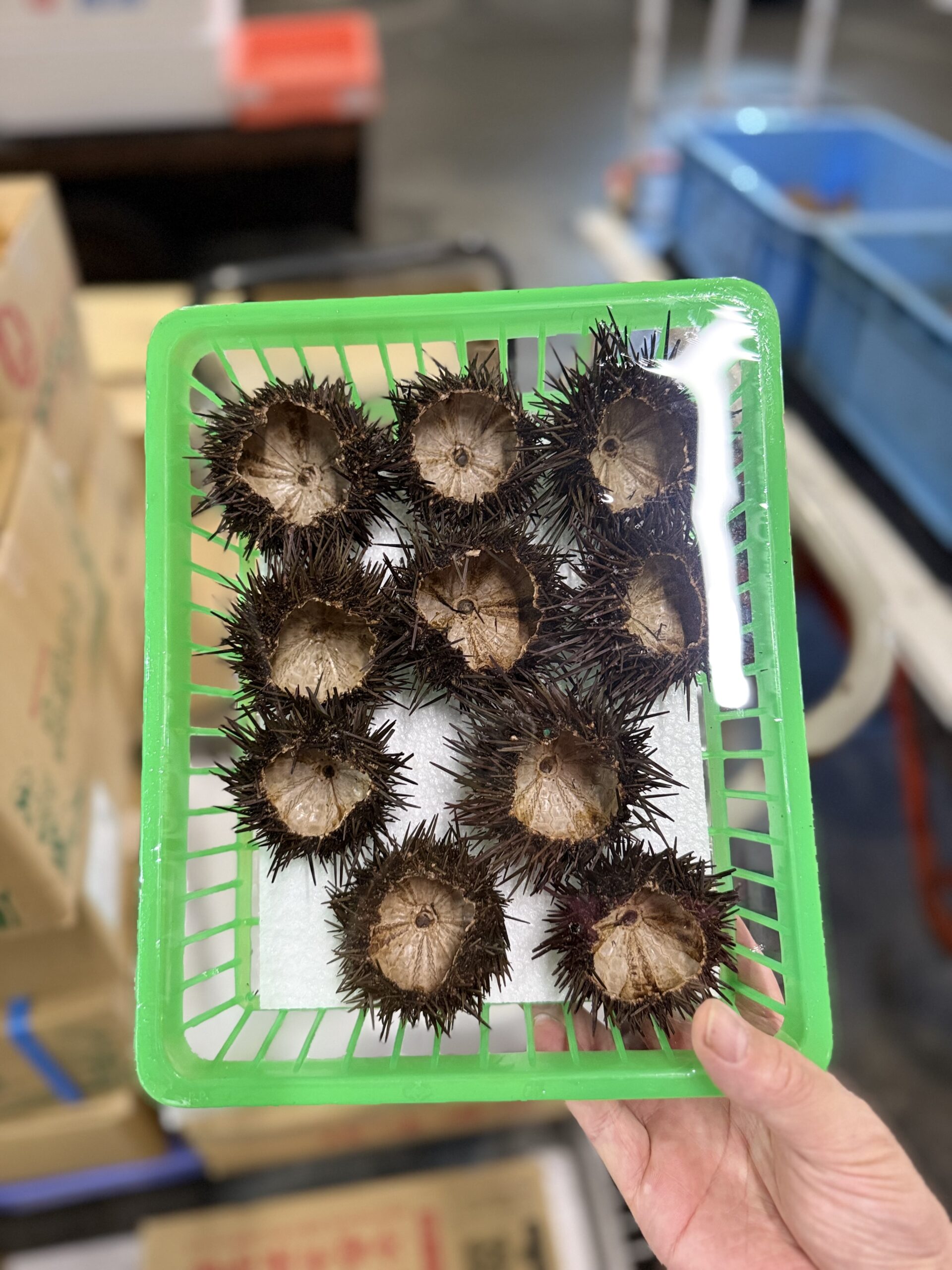 Uni Shell