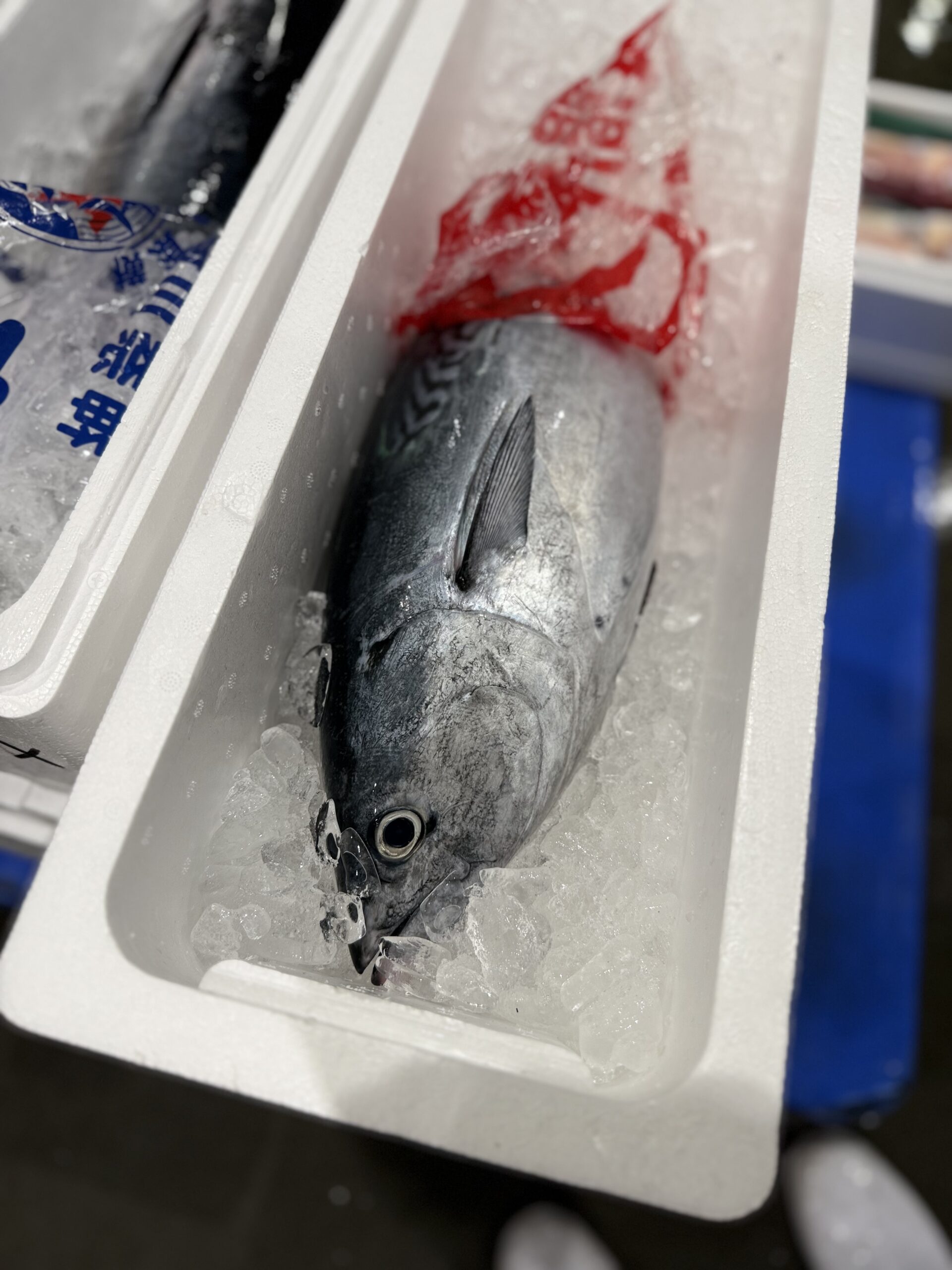 Suma Katsuo