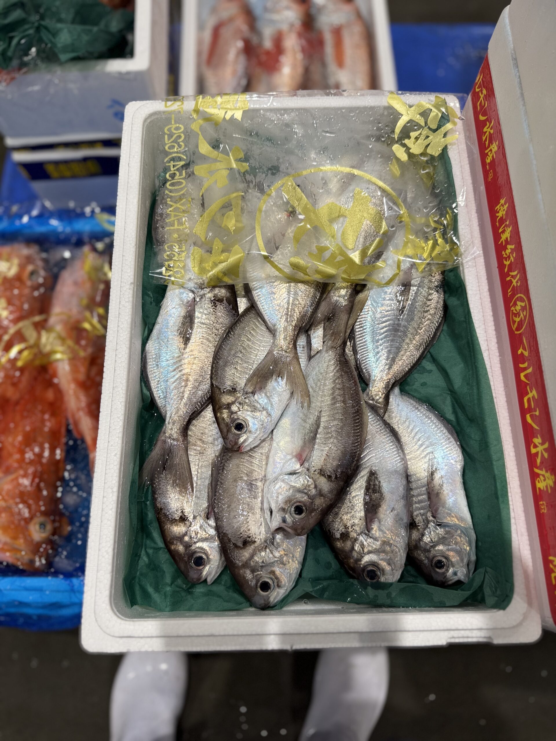 Ebodai
