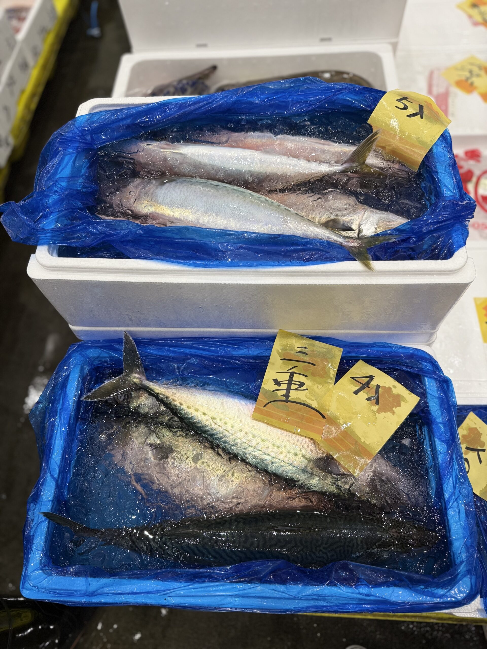 Goma Saba
