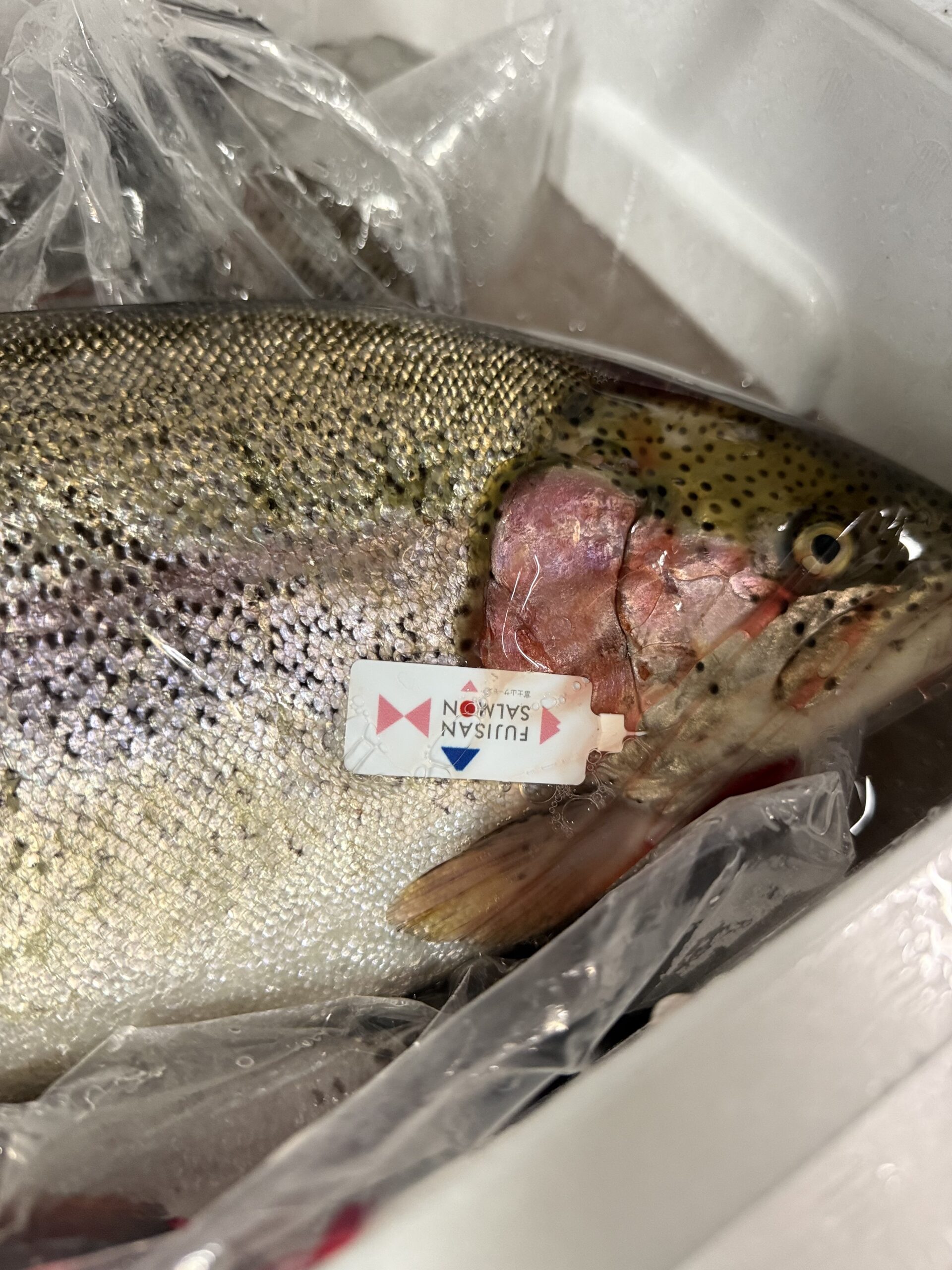 Fujisan Salmon