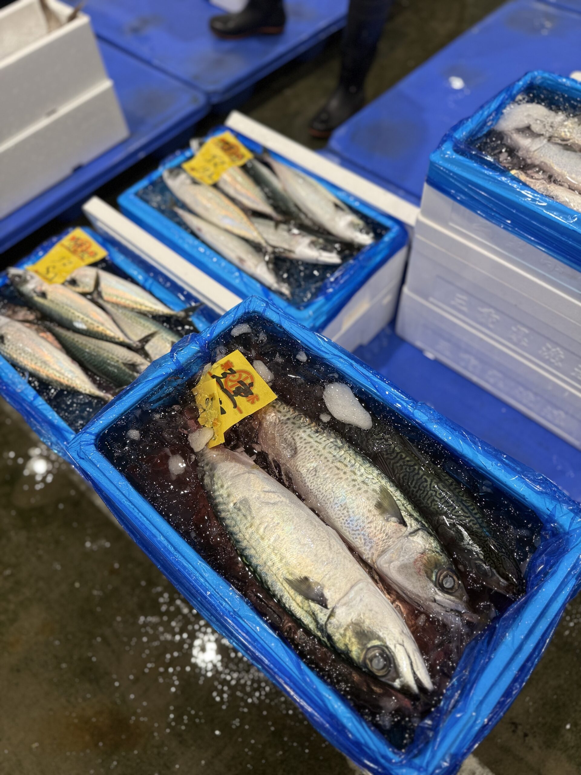 Saba