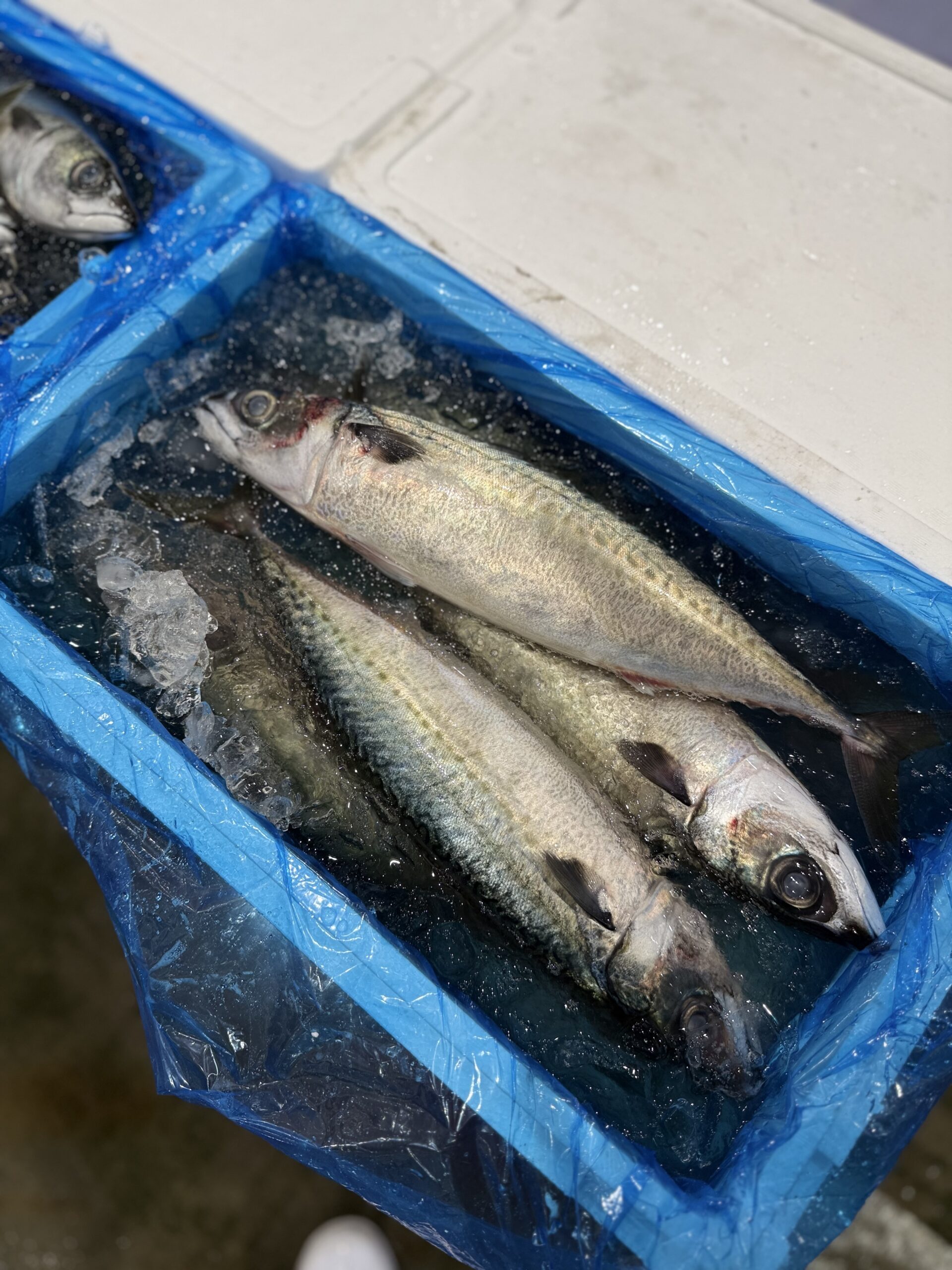 Saba