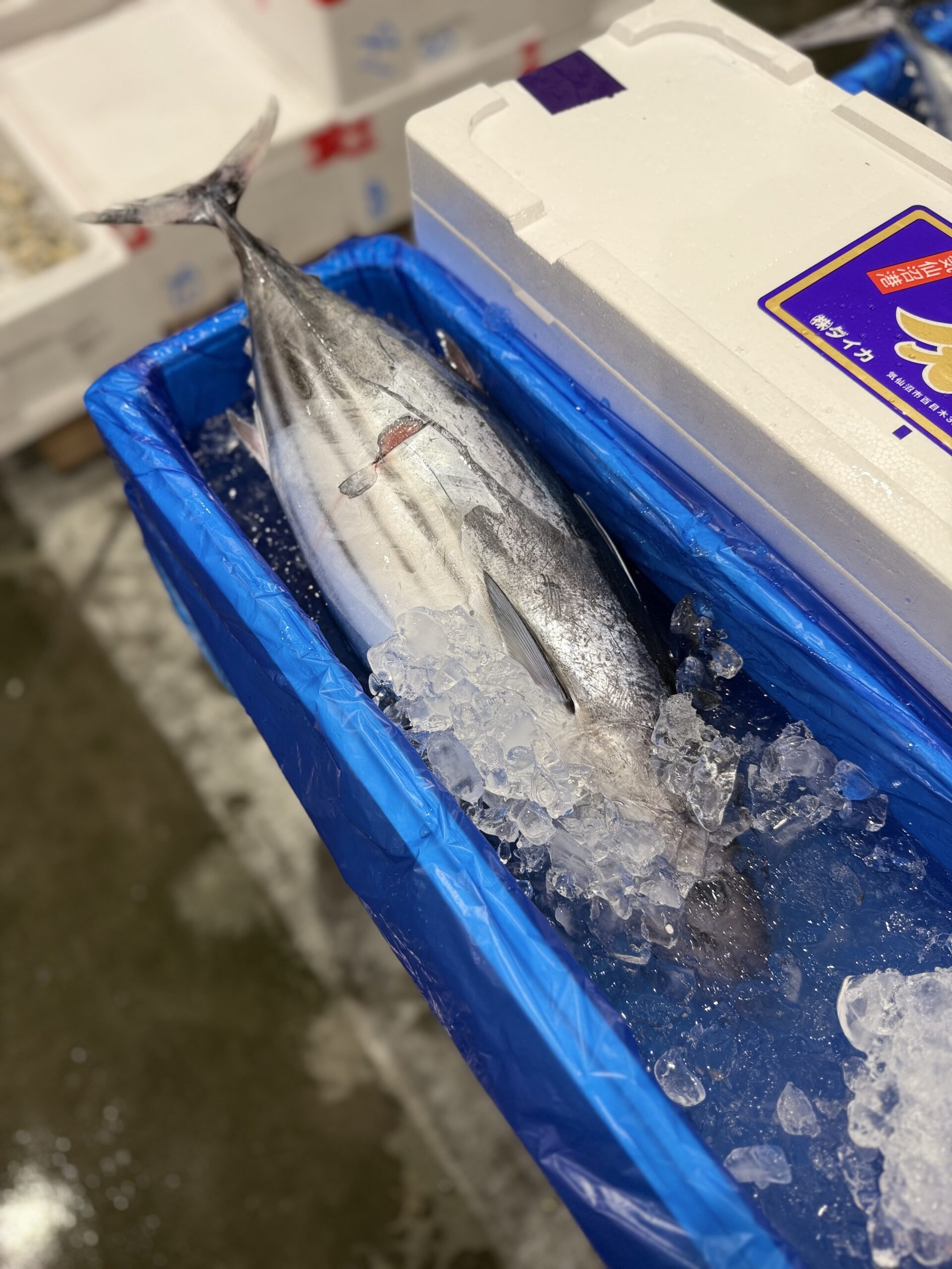 Katsuo