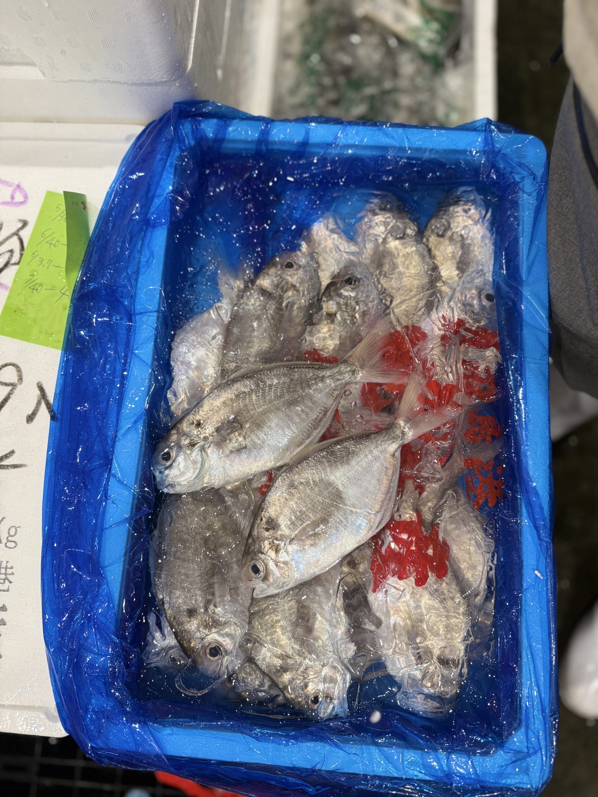 Ebodai
