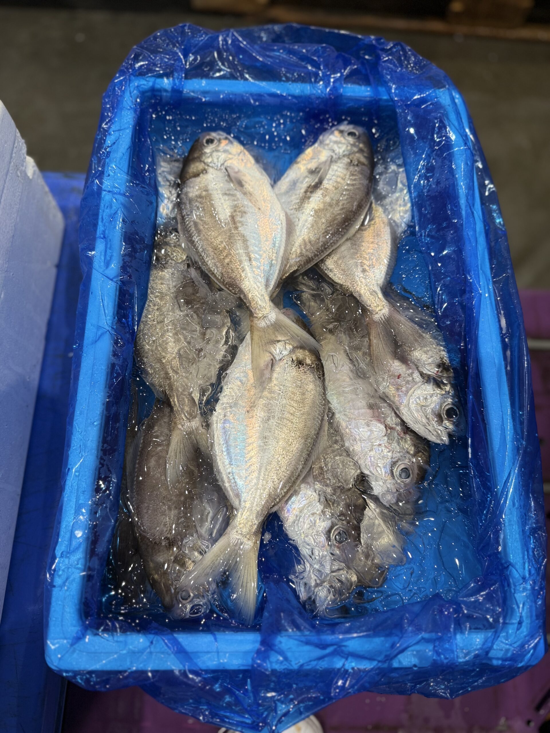 Ebodai