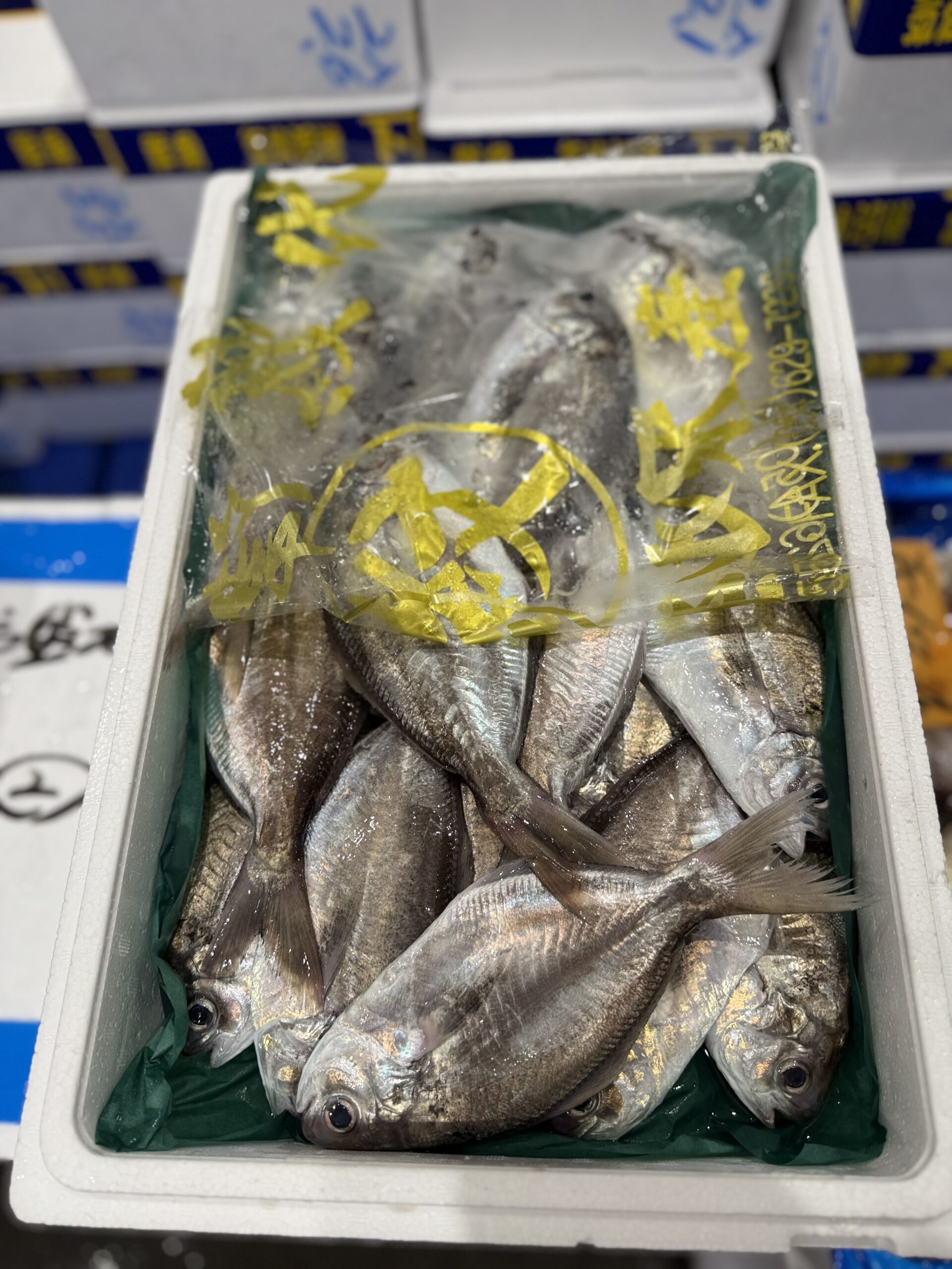 Ebodai