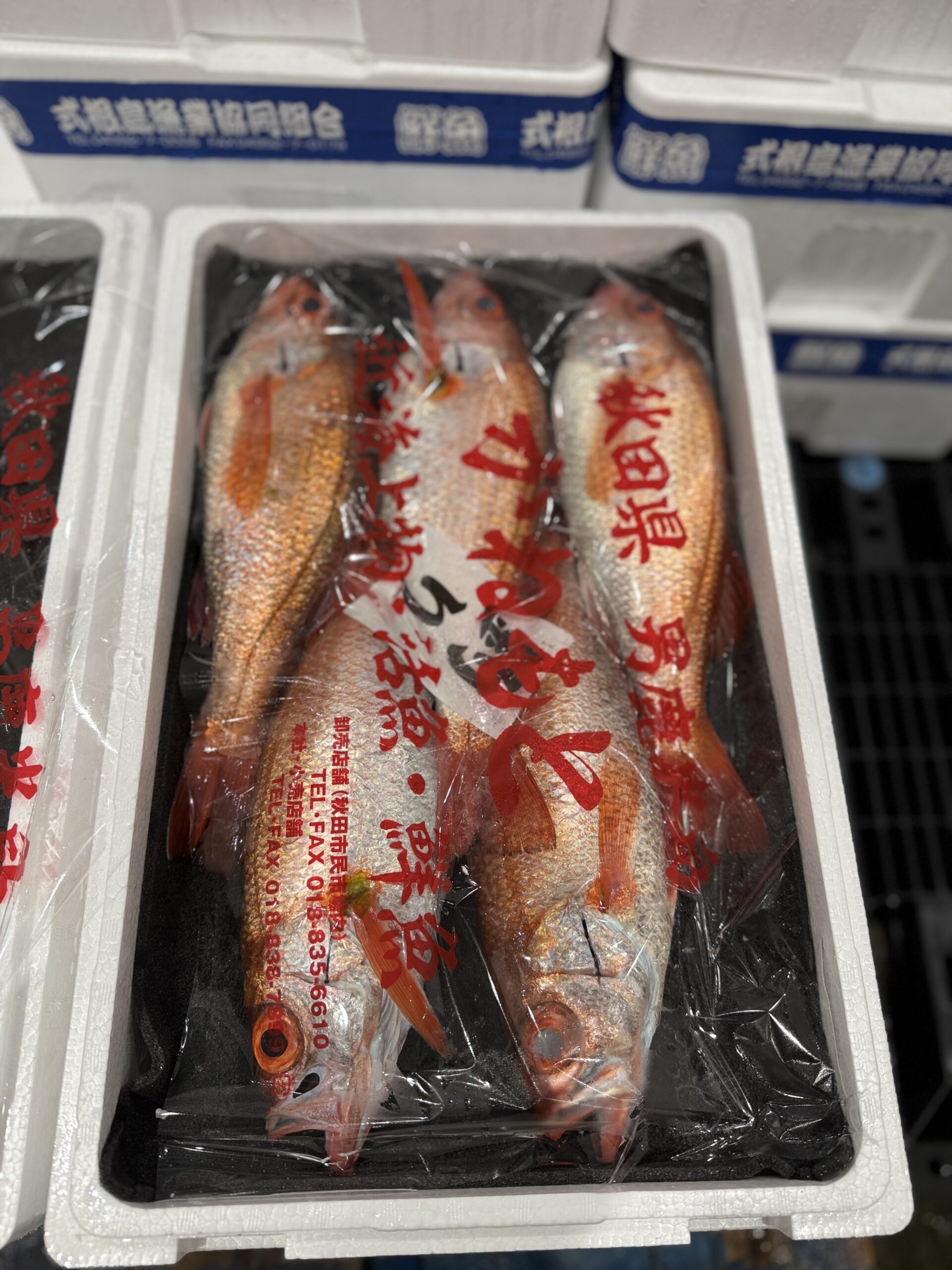 Akamutsu/Nodoguro