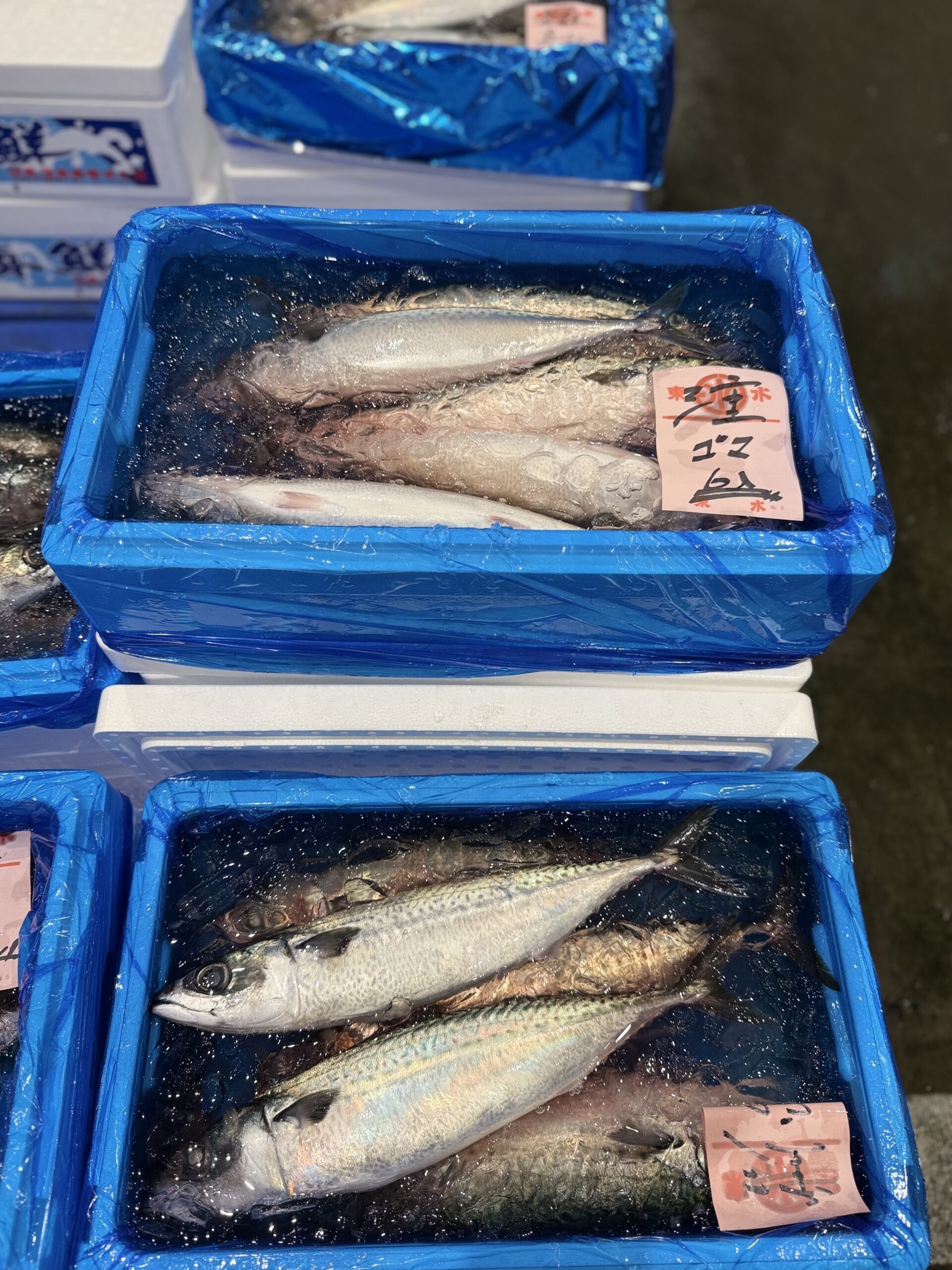 Goma Saba