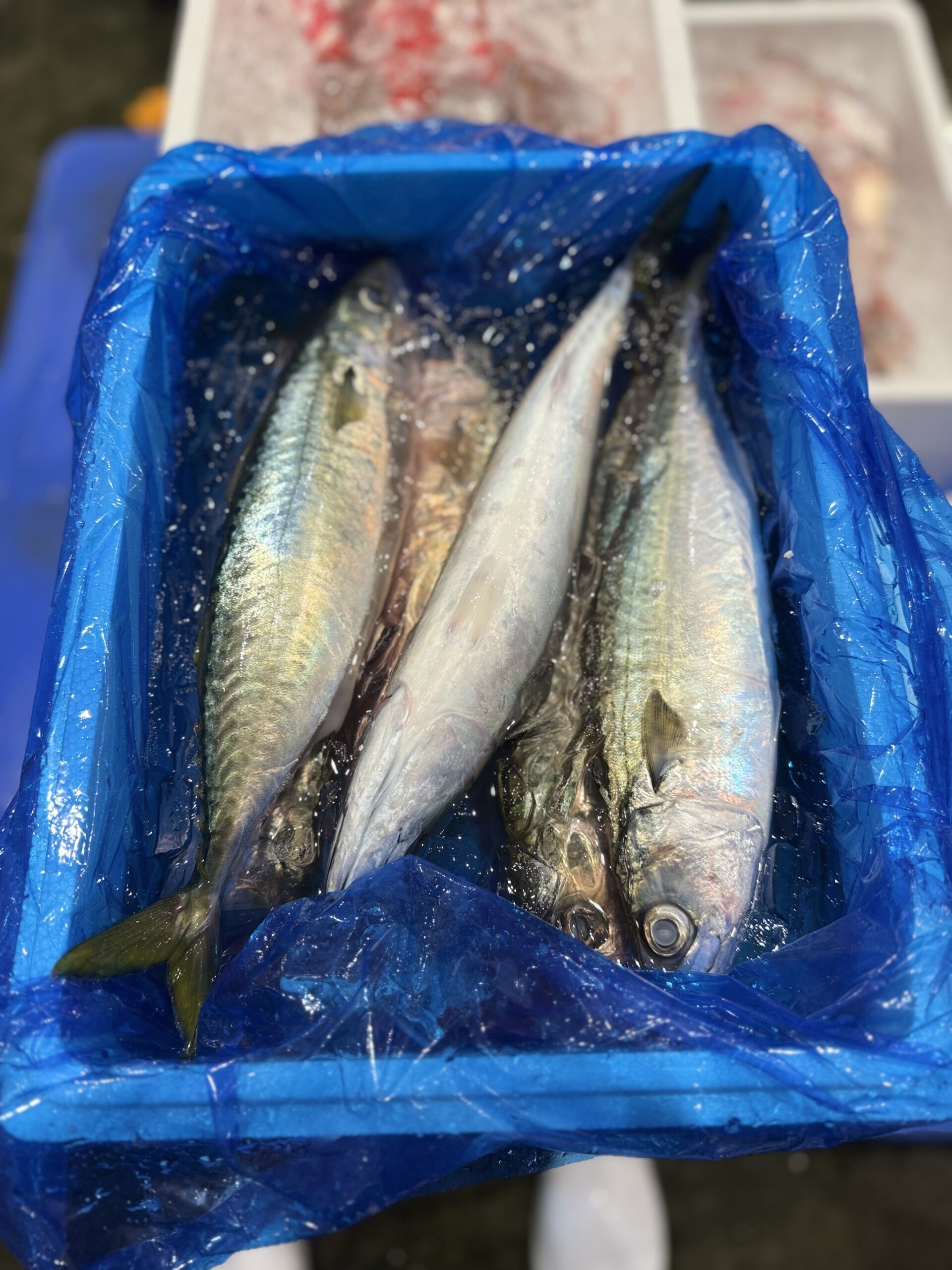 Saba