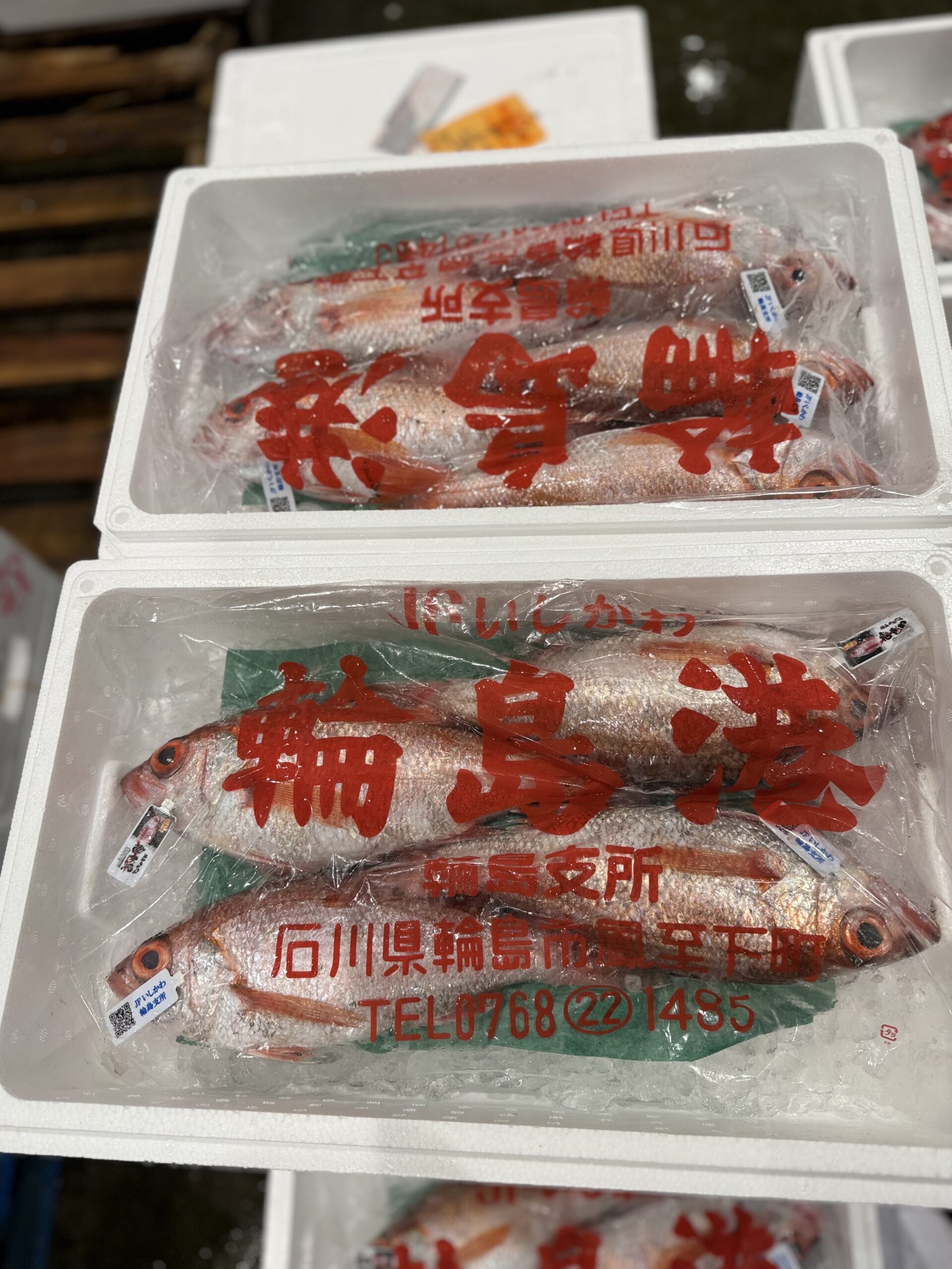 Akamutsu/Nodoguro