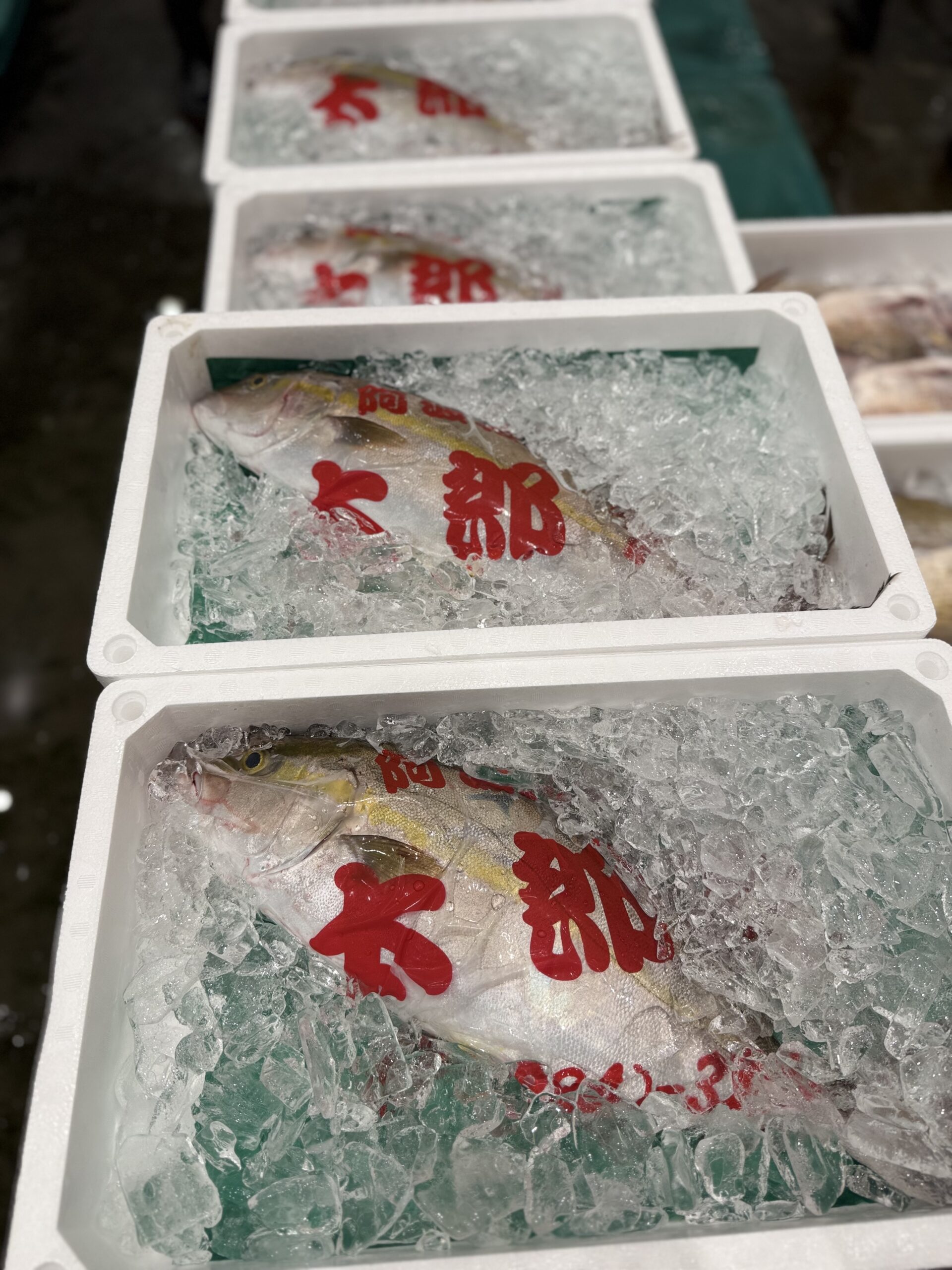 Wild Kanpachi